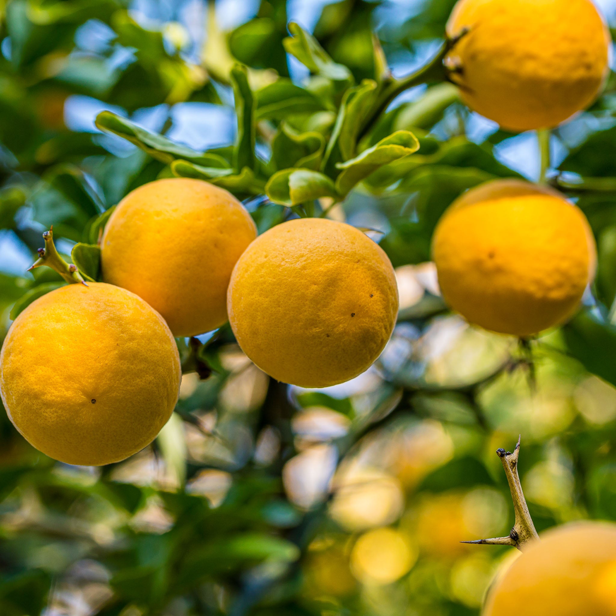 Dreiblättrige Orange