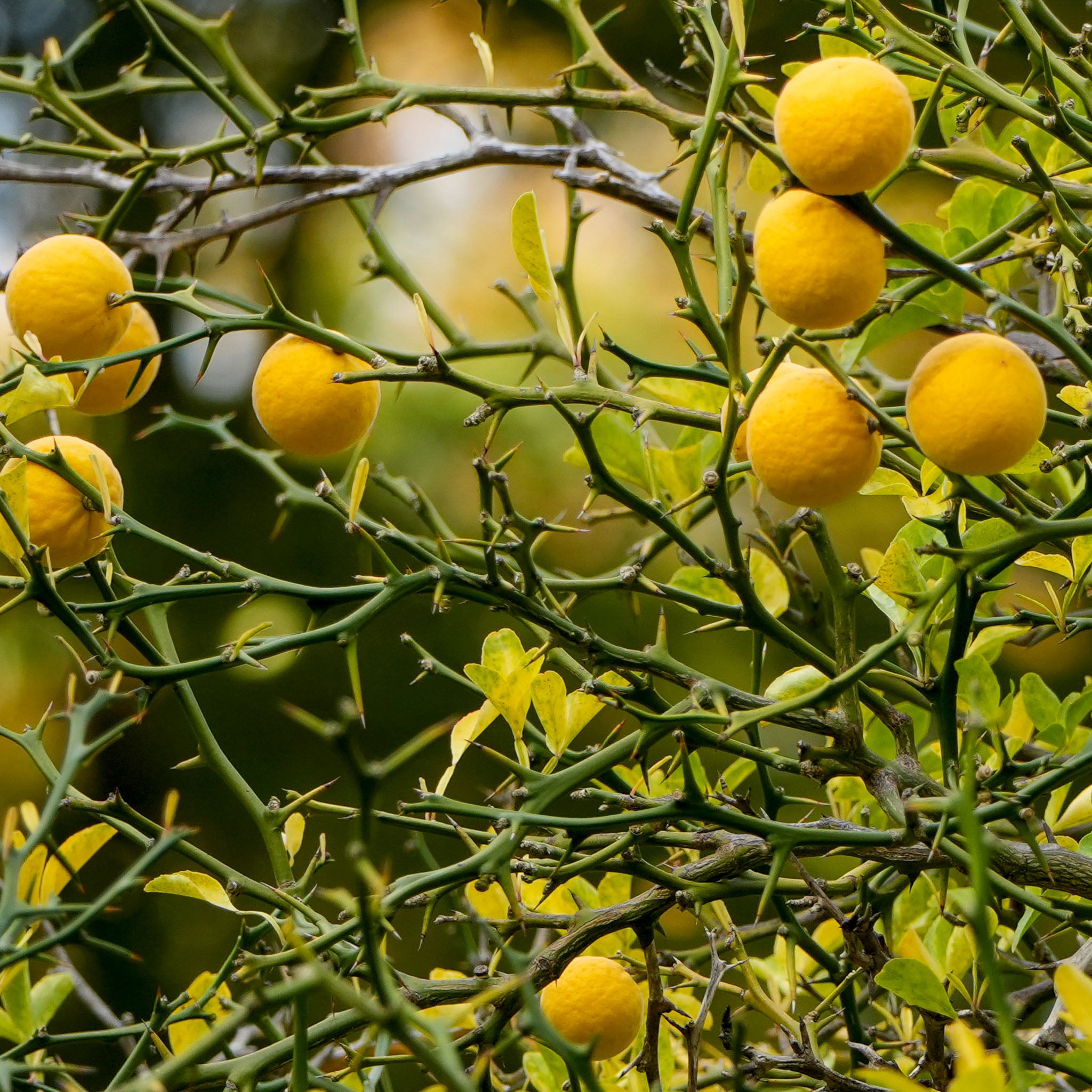 Dreiblättrige Orange