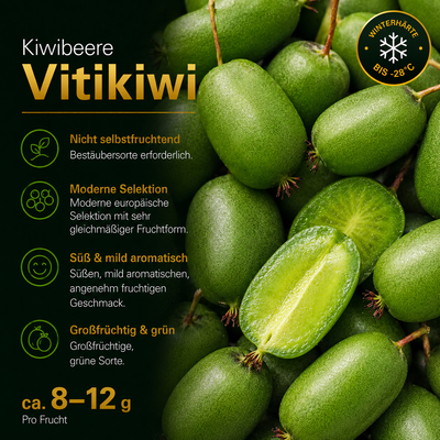 Kiwibeere 'Vitikiwi®'