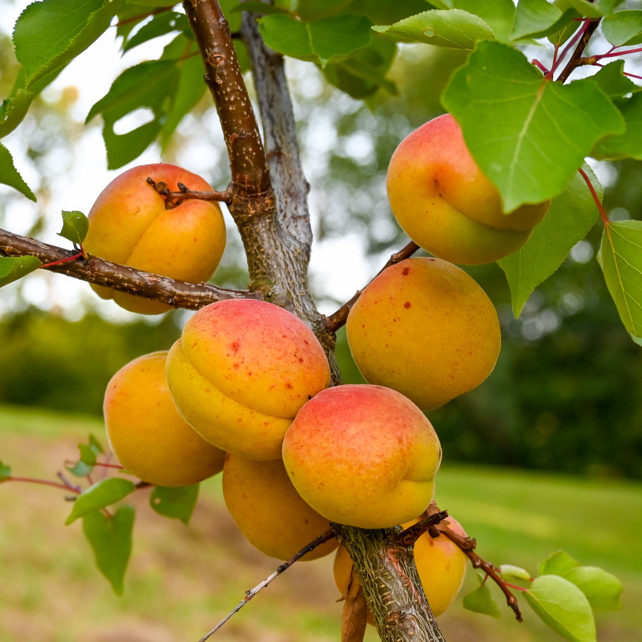 Walnuss 'Robert Livermore'