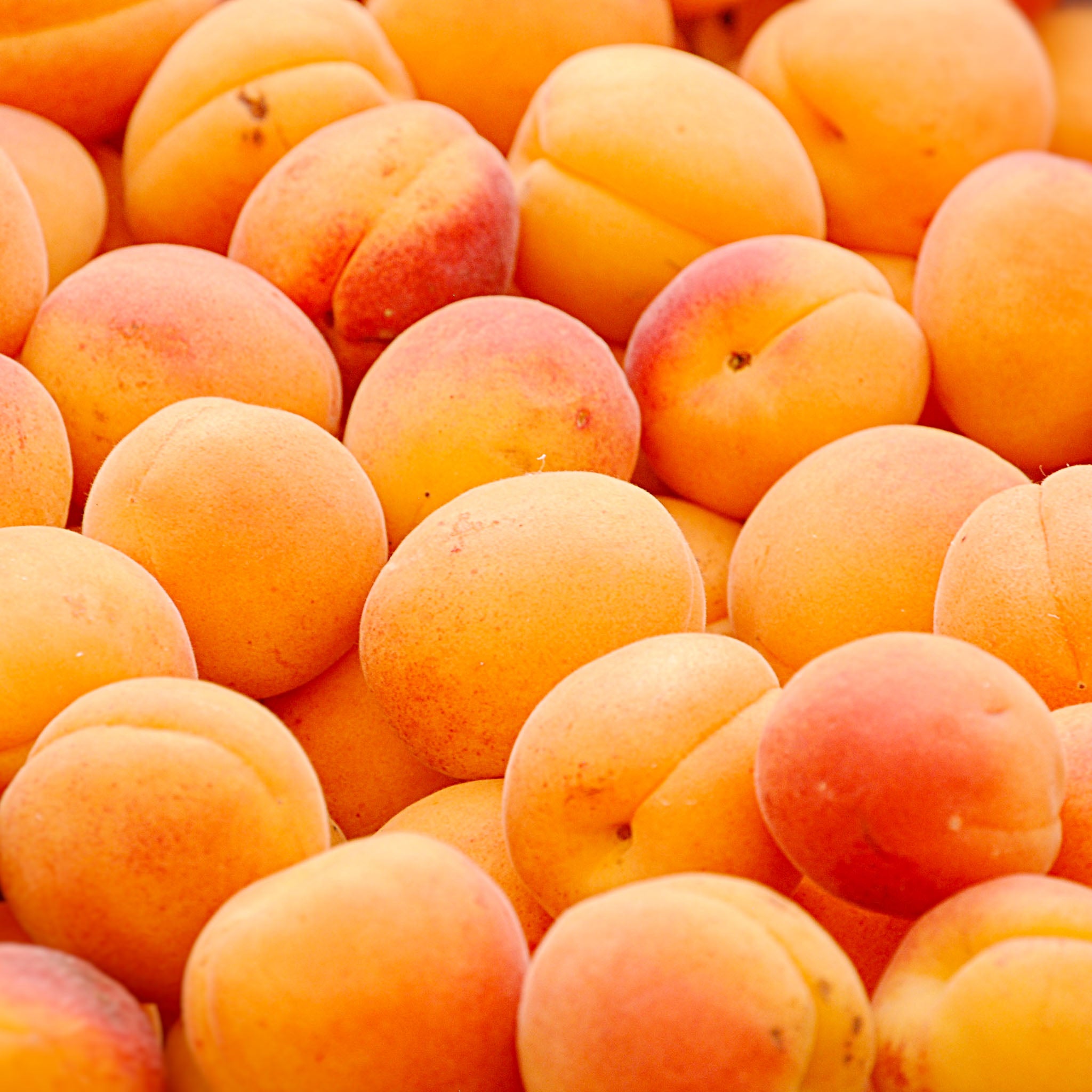Aprikose 'Goldrich'