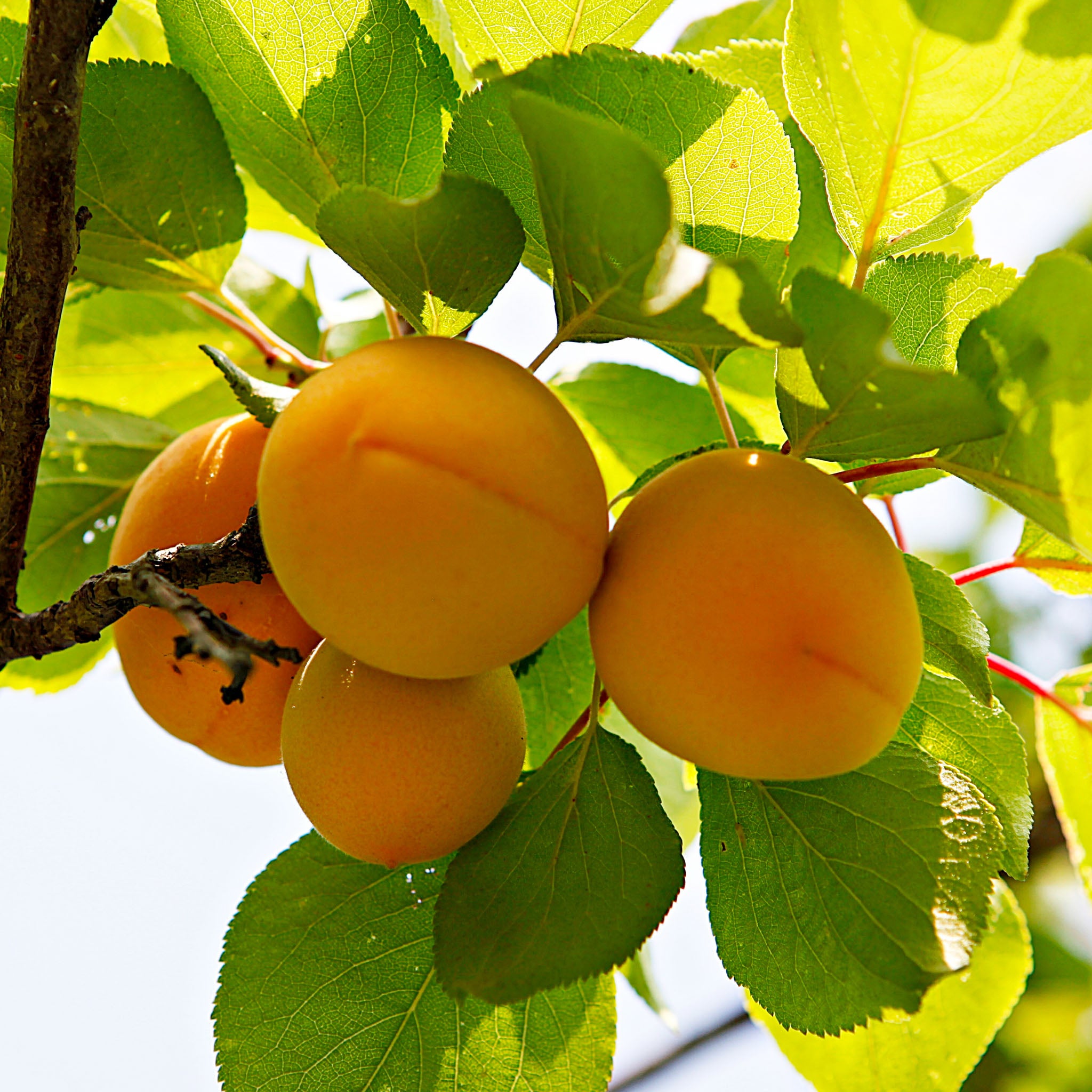 Aprikose 'Goldrich'