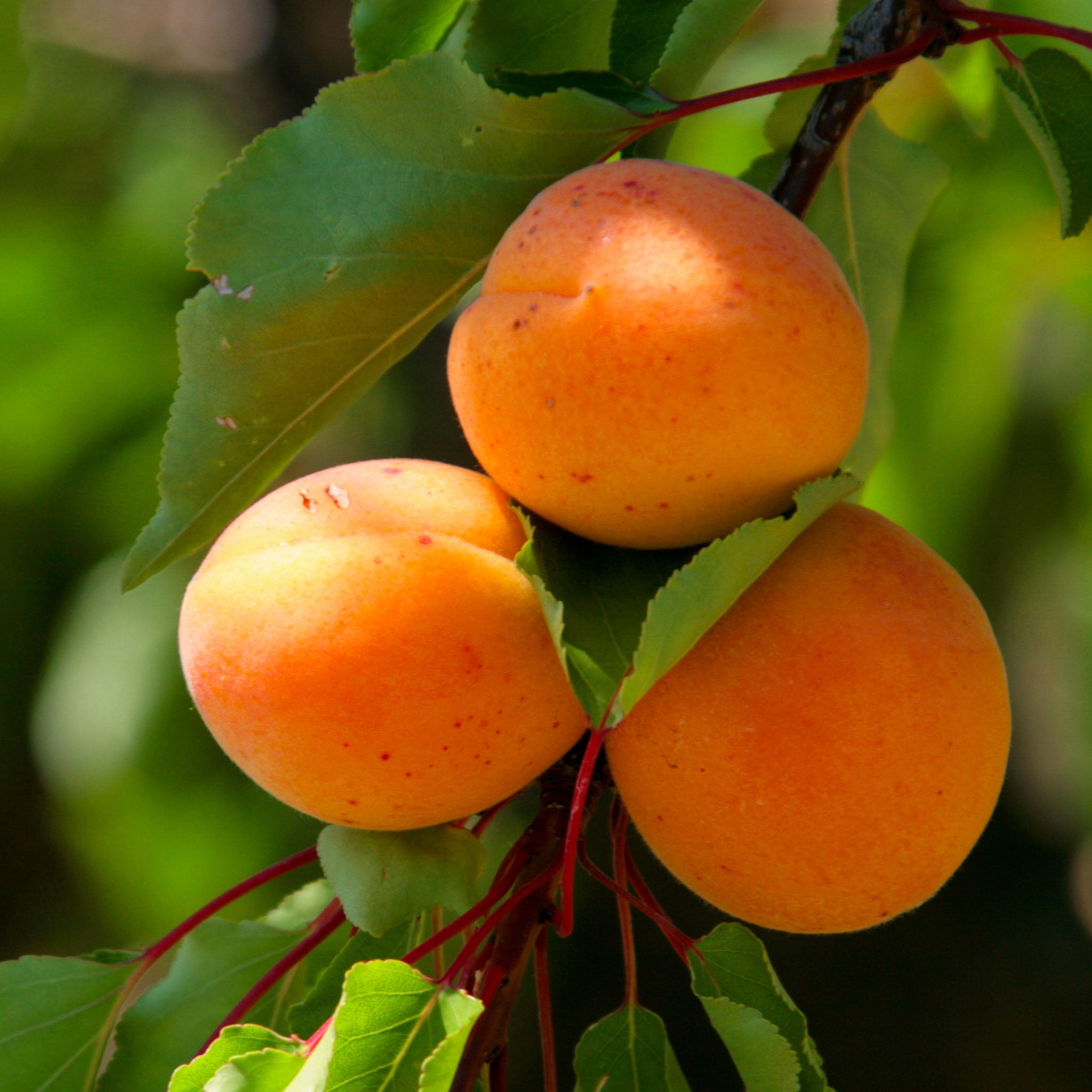 Aprikose 'Leala'