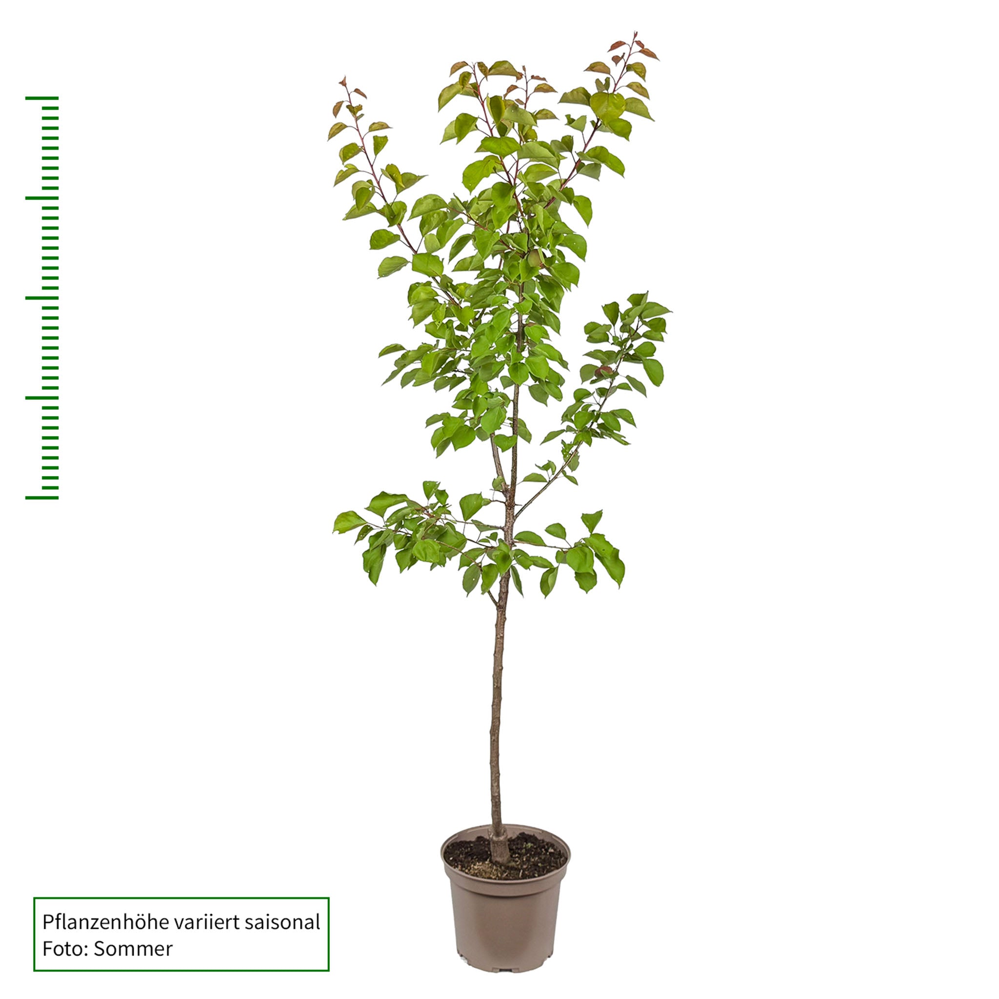 Aprikose 'Goldrich'