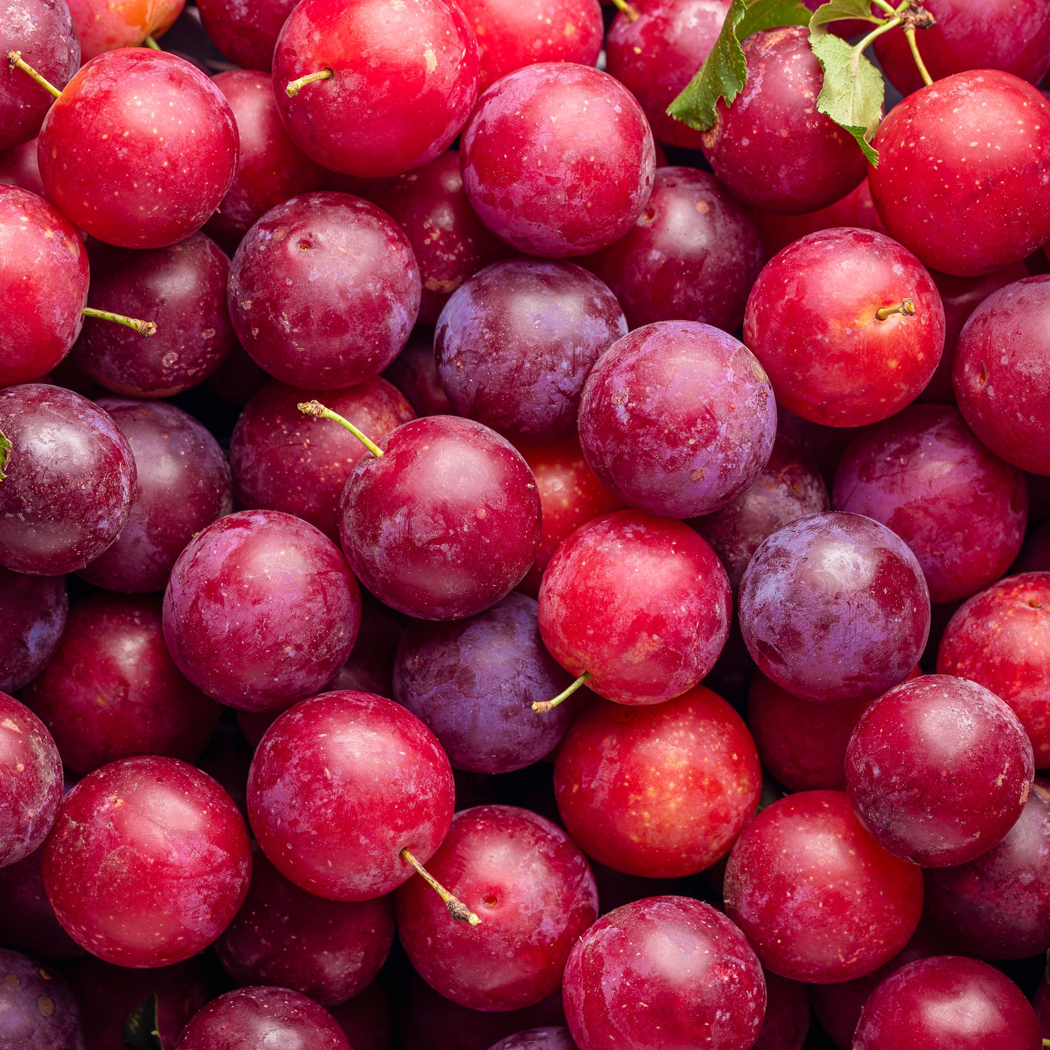 Kirschpflaume 'Blau-Rote Selektion'