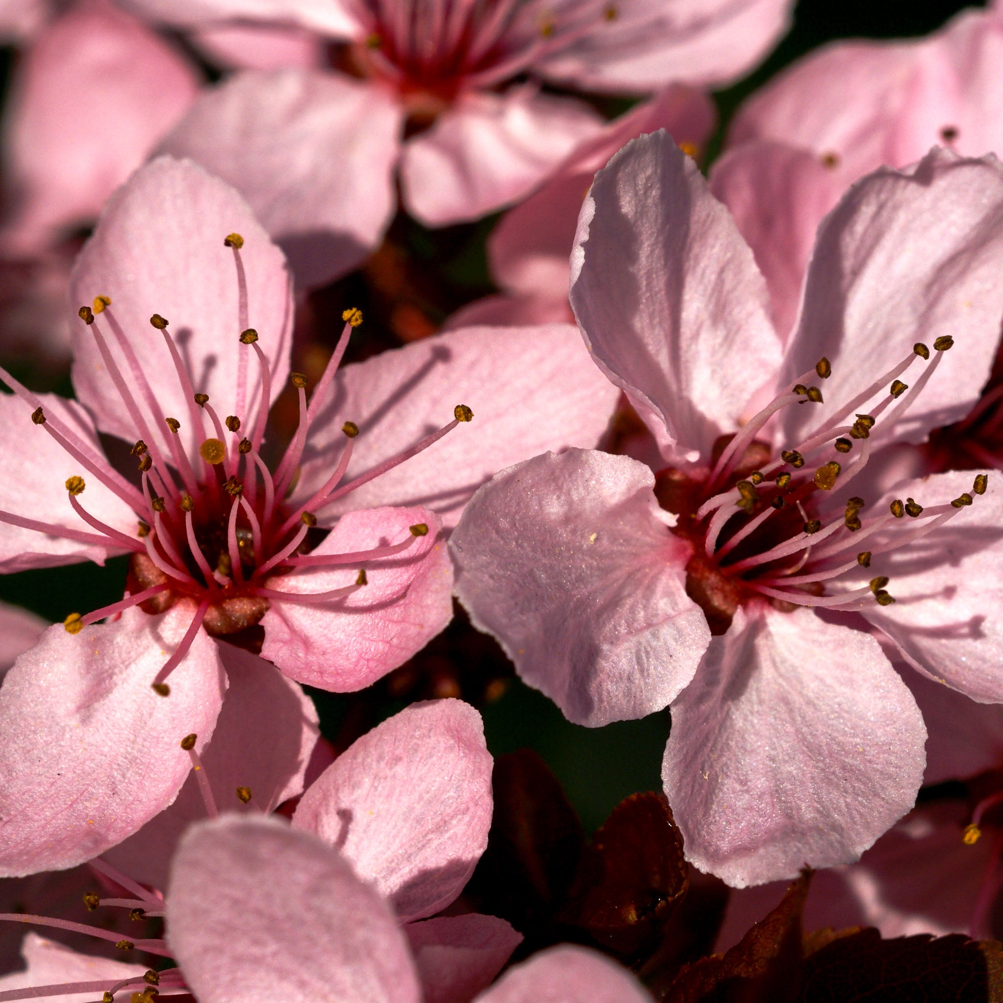 Blutpflaume 'Nigra'