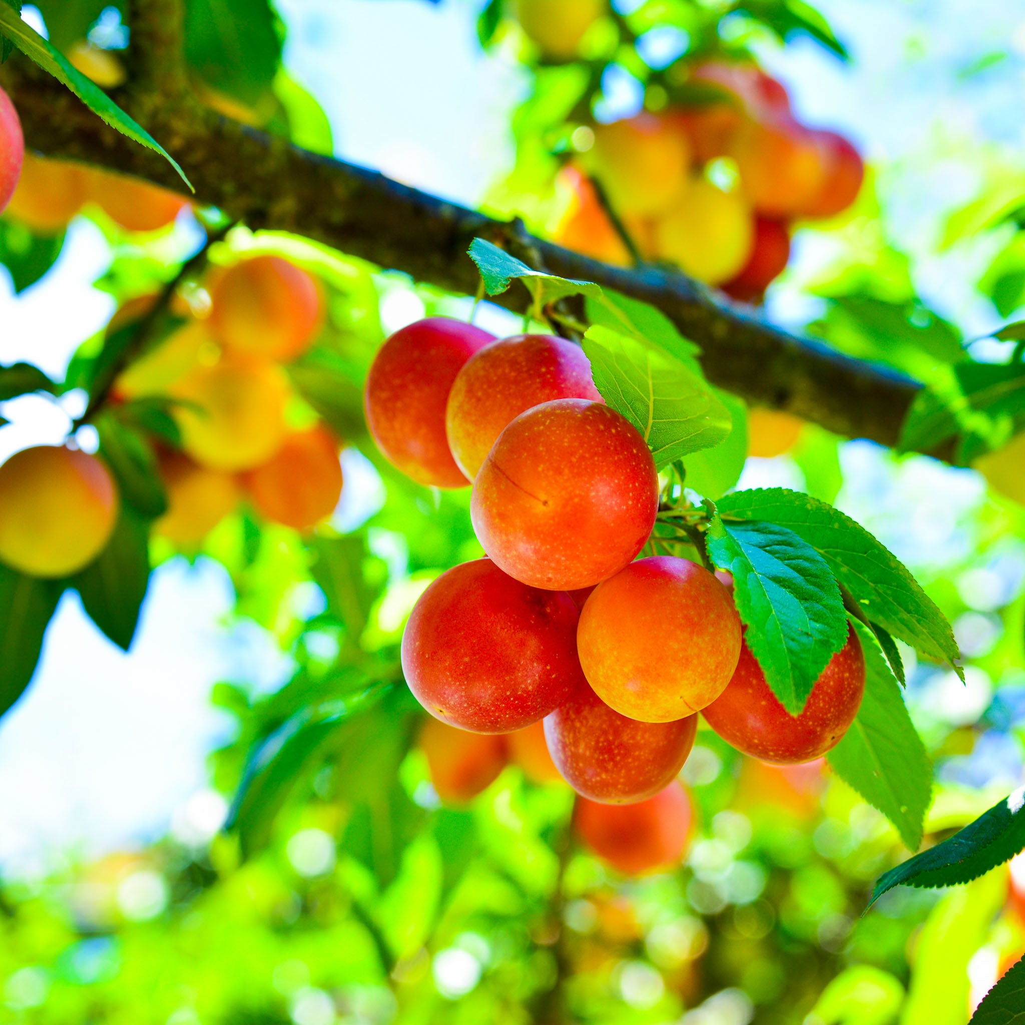 Kirschpflaume 'Orange-Rote Selektion'