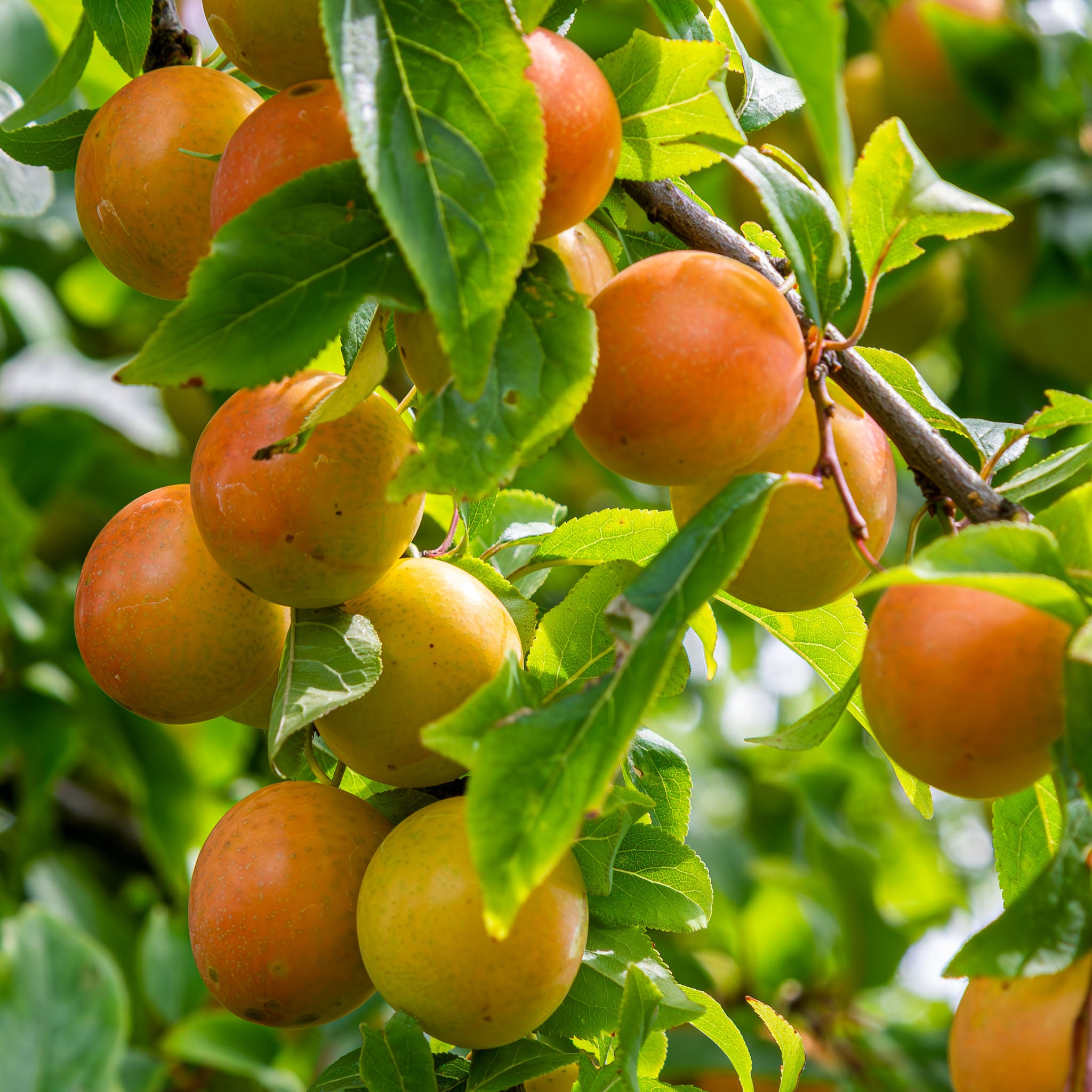 Kirschpflaume 'Orange-Rote Selektion'