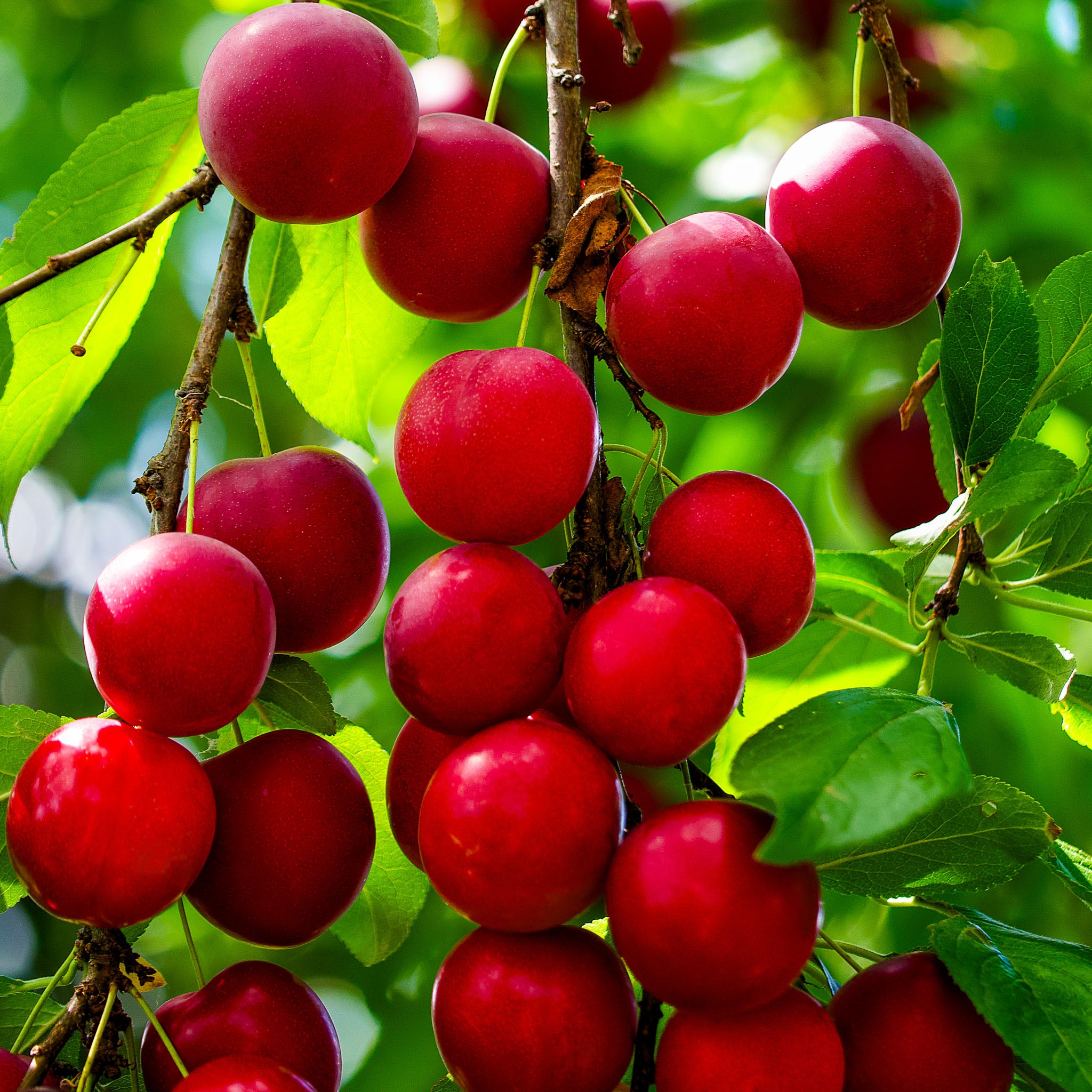 Kirschpflaume 'Rote Selektion'