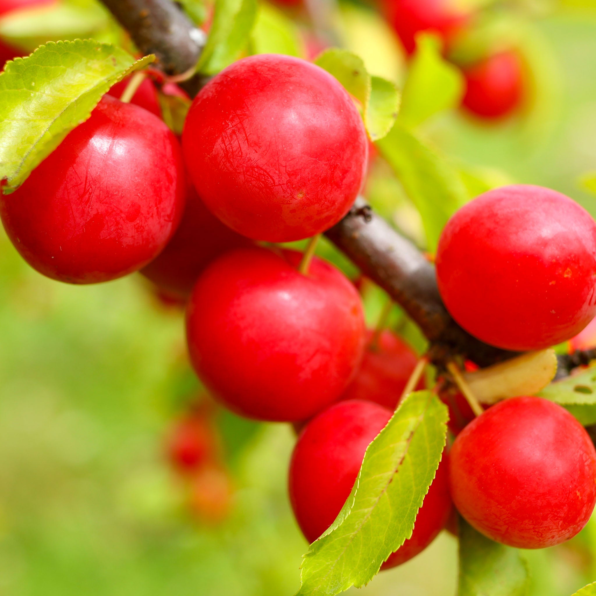 Kirschpflaume 'Rote Selektion'