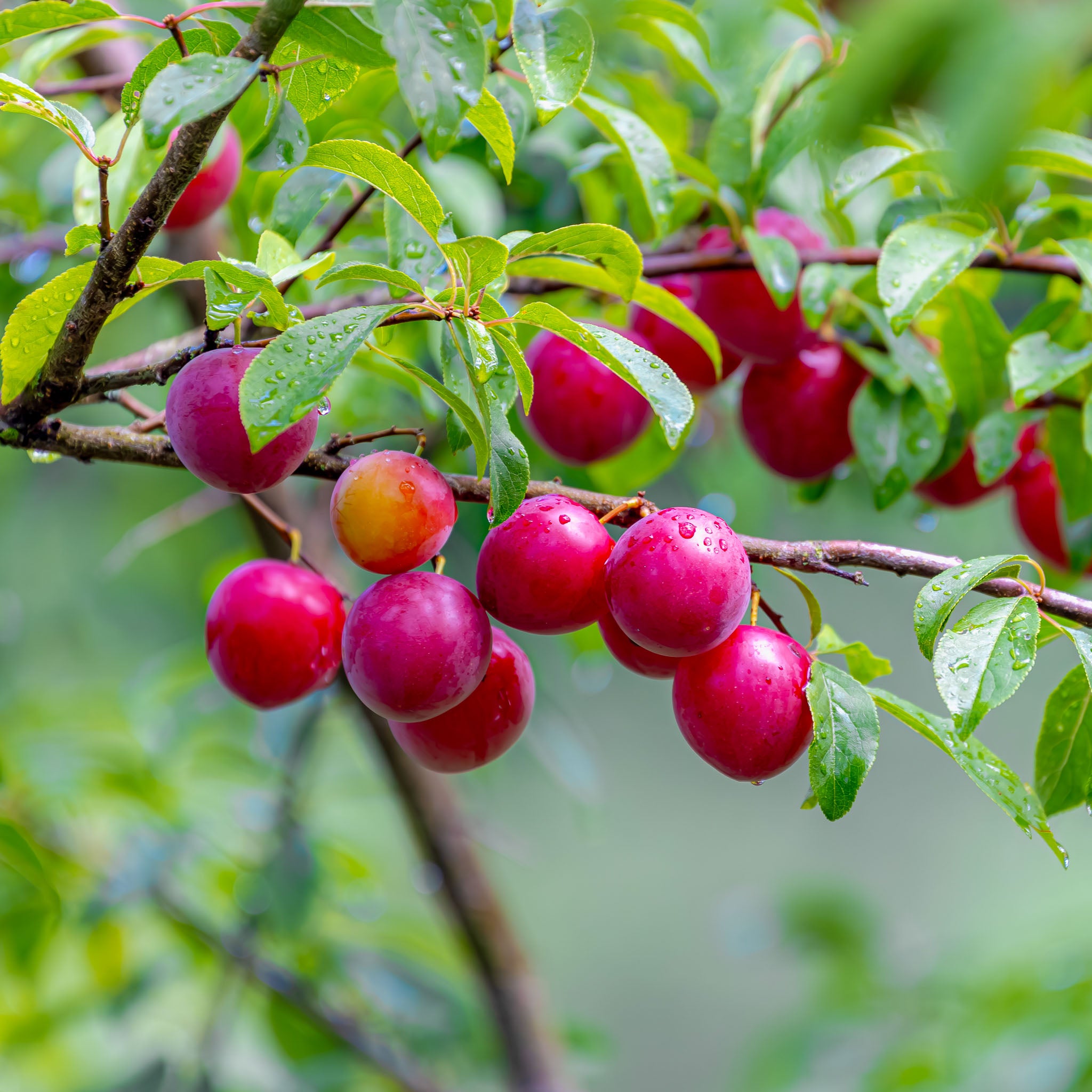 Kirschpflaume 'Rote Selektion'