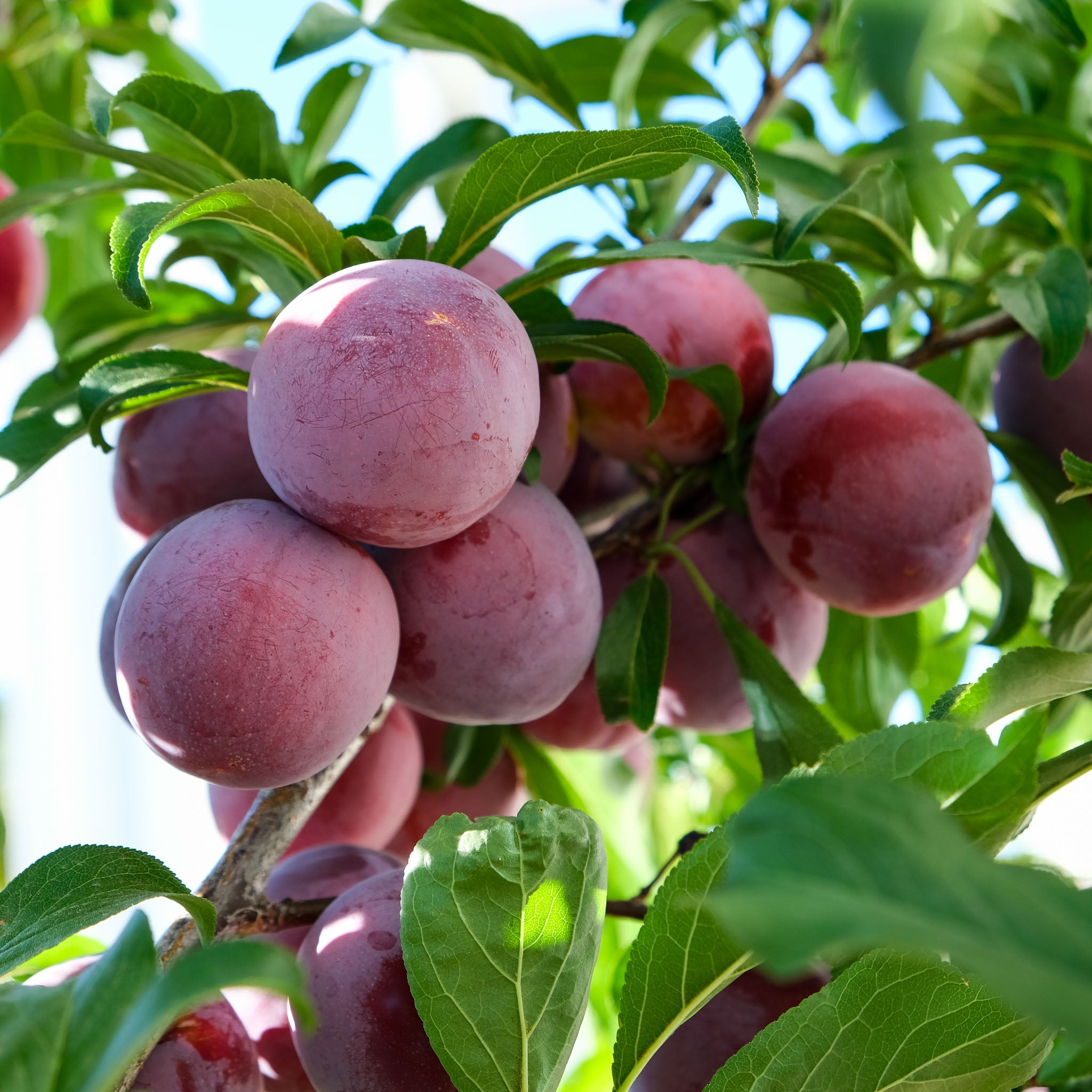 Pflaume 'Anna Späth' - Buschbaum
