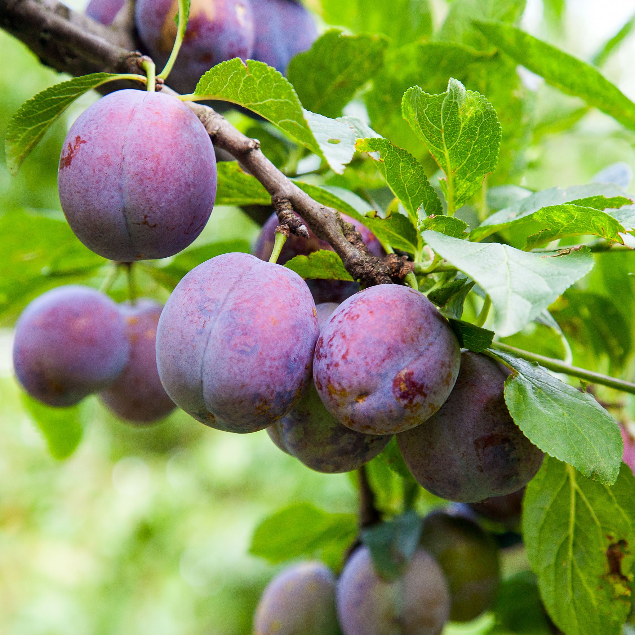 Pflaume 'Anna Späth' - Buschbaum