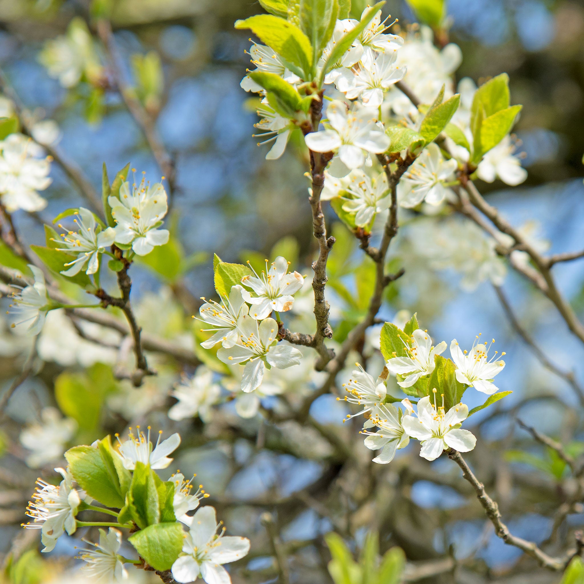 Pflaume 'Anna Späth' - Buschbaum