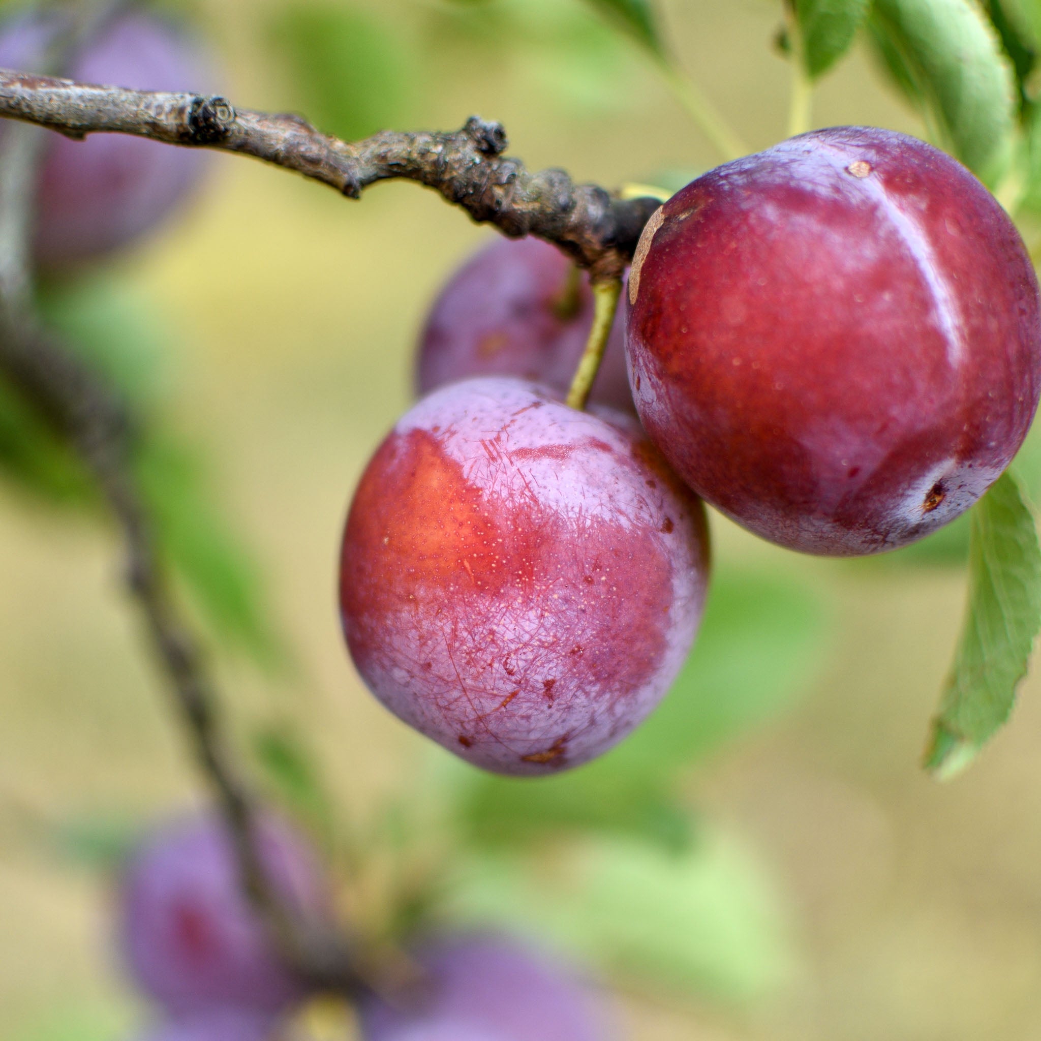 Pflaume 'Anna Späth' - Buschbaum