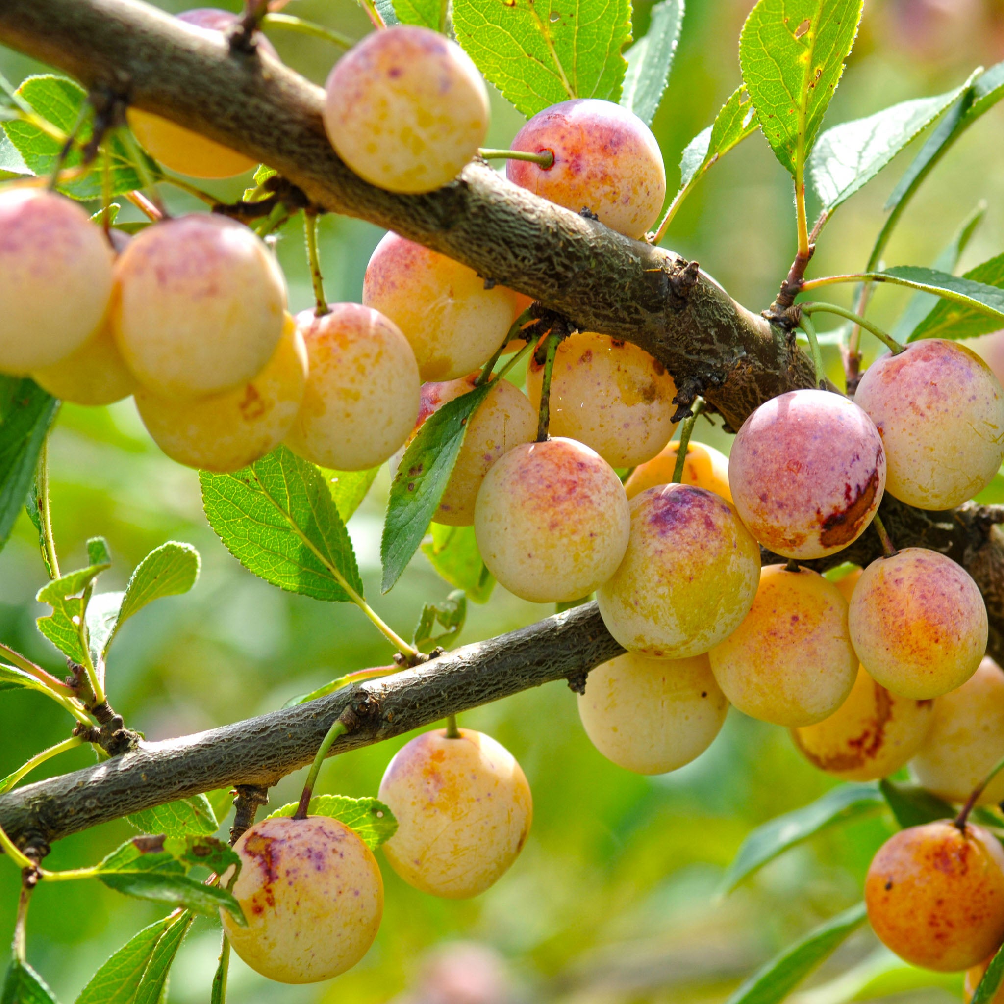 Mirabelle  'Nancy' - Terrassenobst