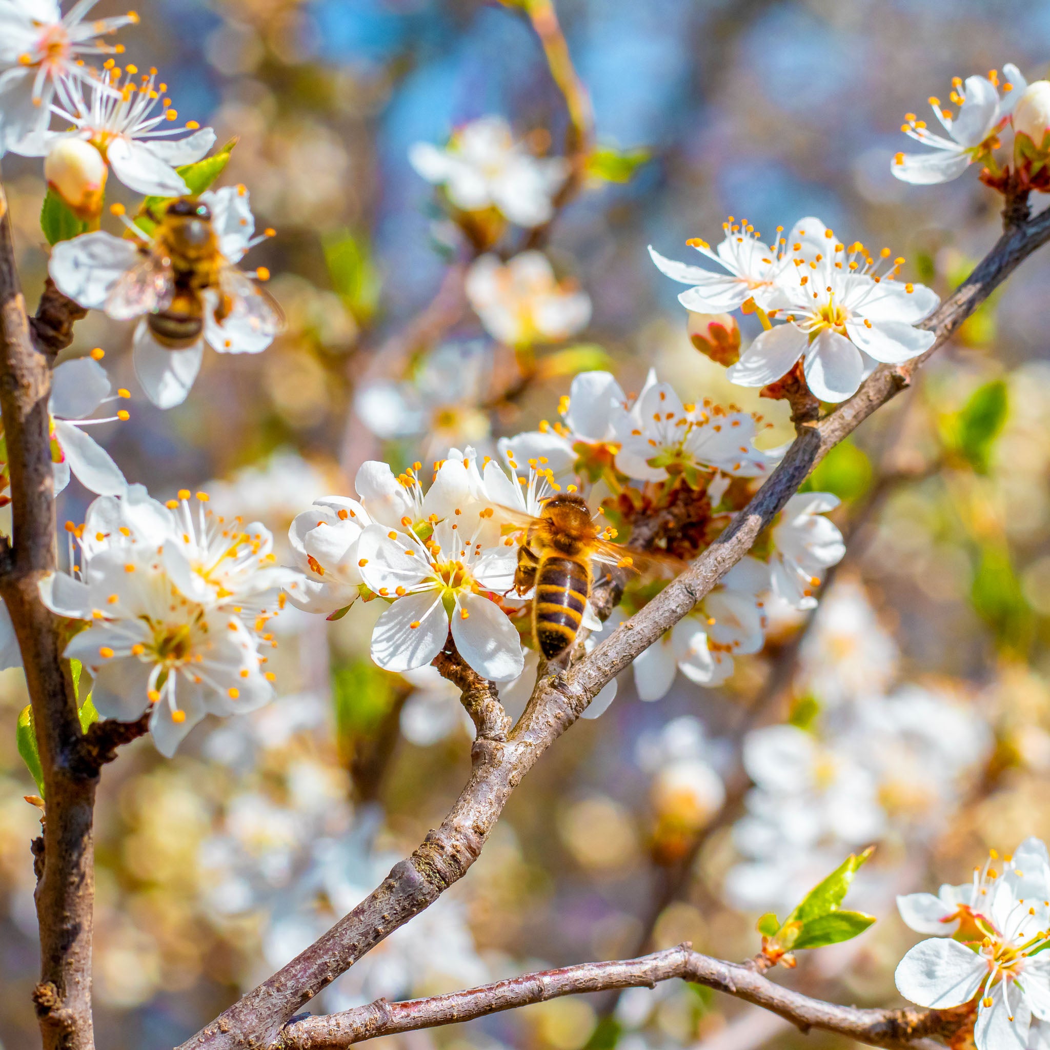 Mirabelle 'Mirabelle de Nancy' Buschbaum