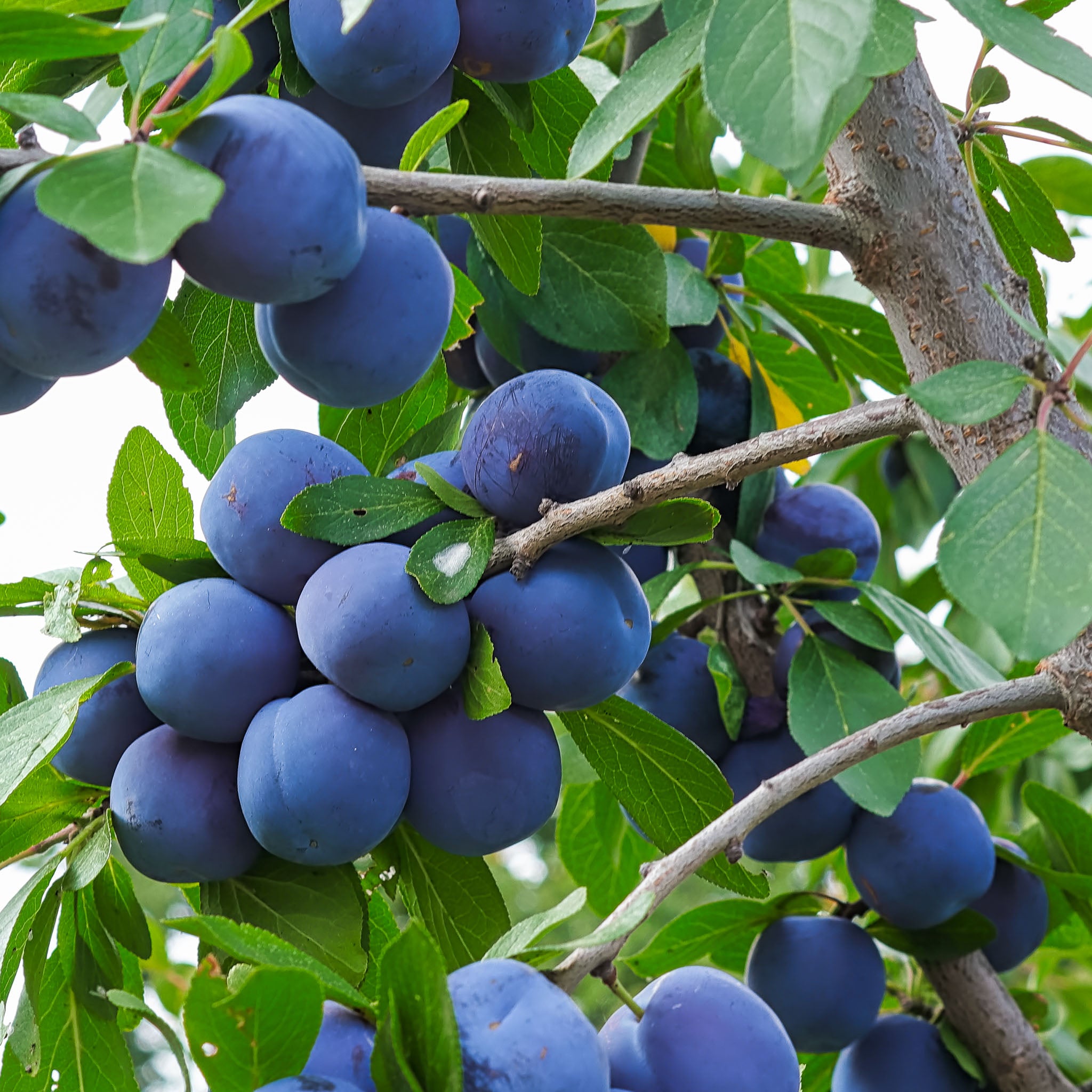 Pflaume 'Wangenheimer Frühzwetsche' - Halbstamm