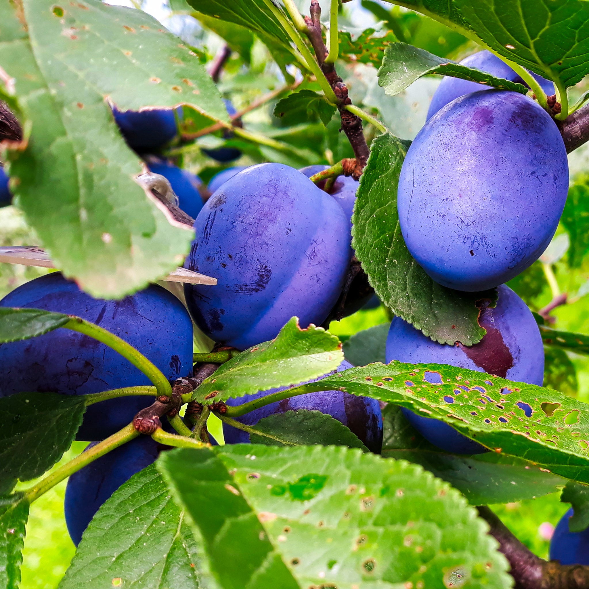 Pflaume 'Wangenheimer Frühzwetsche' - Halbstamm