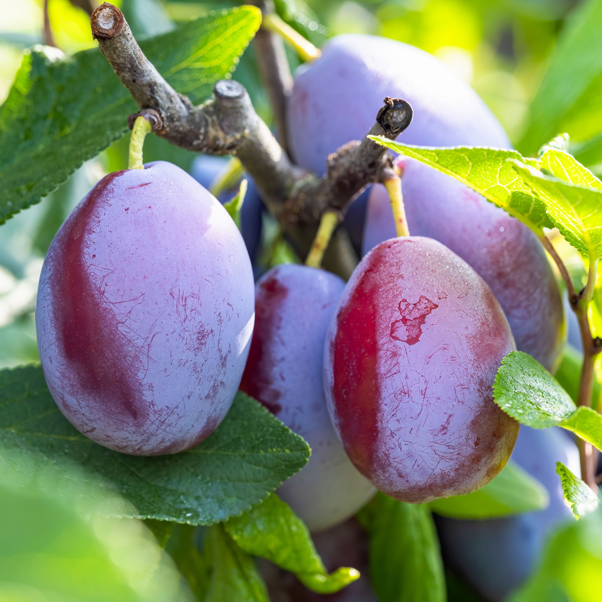 Pflaume 'Wangenheimer Frühzwetsche' - Halbstamm