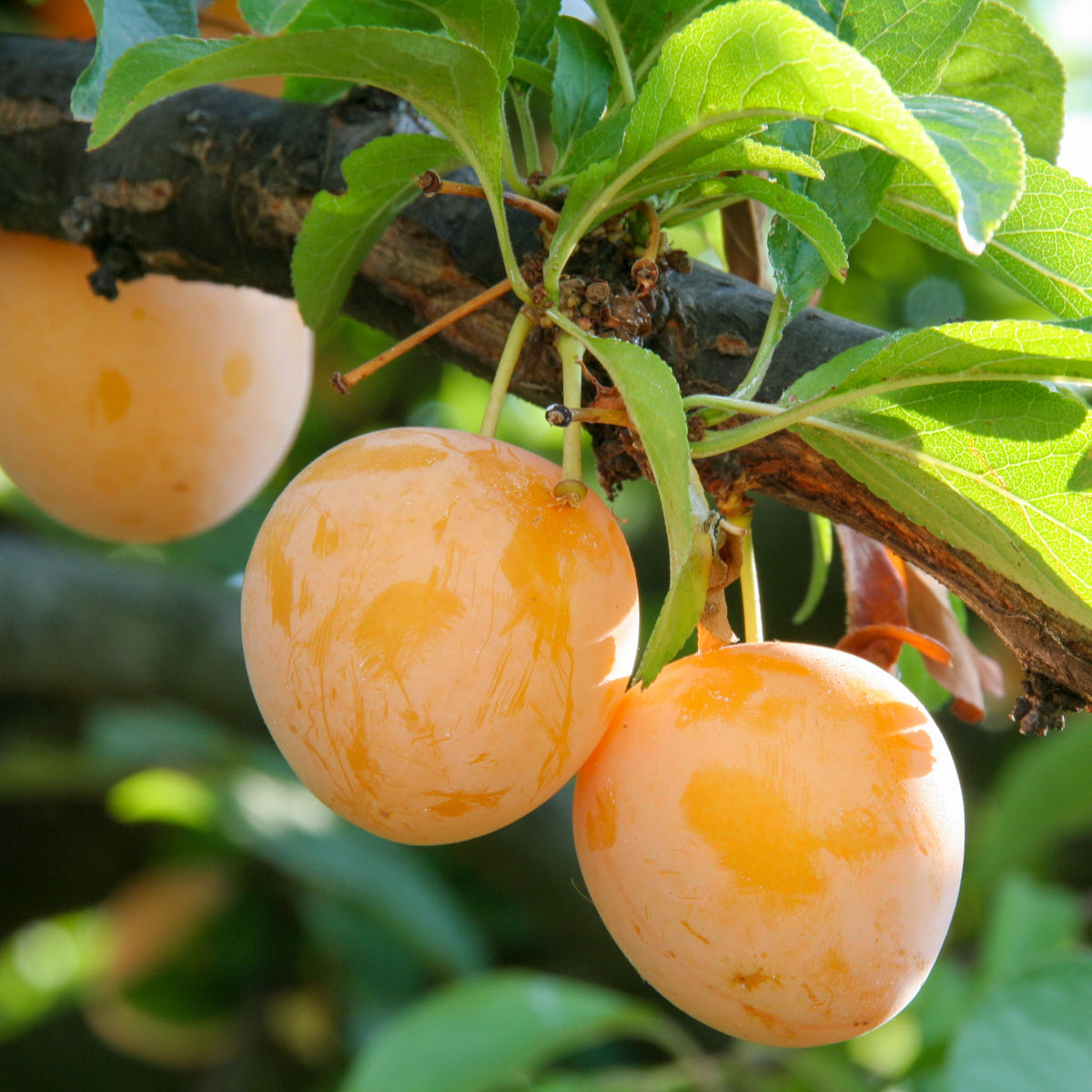 Mirabelle 'Bellamira'