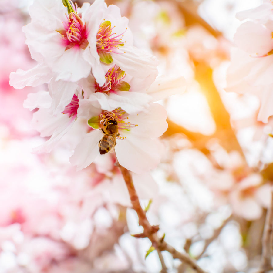 BLÜTE