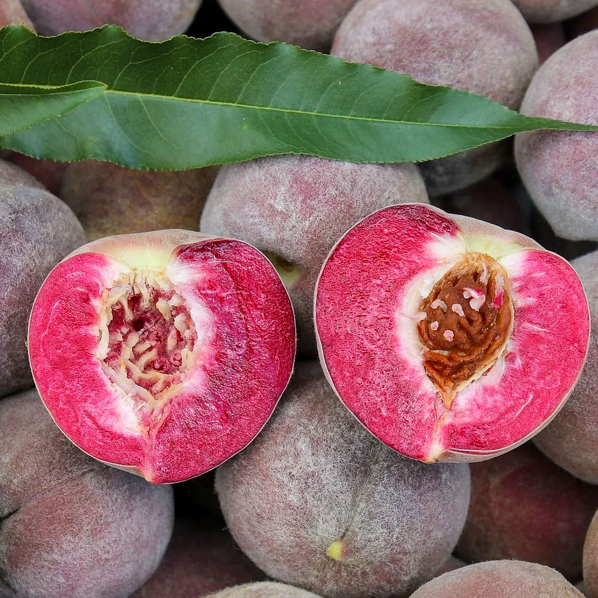 Pfirsich 'Roter Weinbergpfirsich'