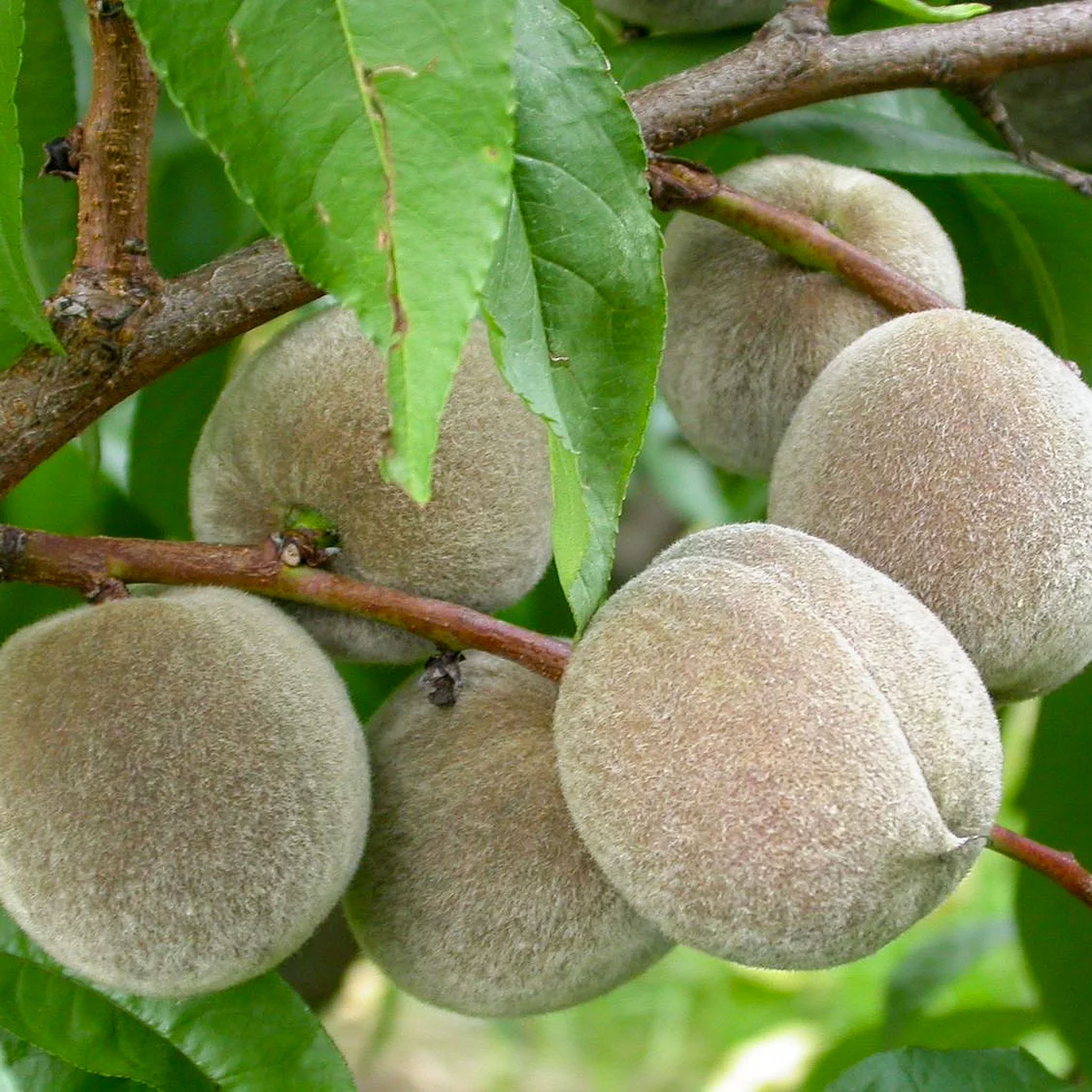 Pfirsich 'Roter Weinbergpfirsich'