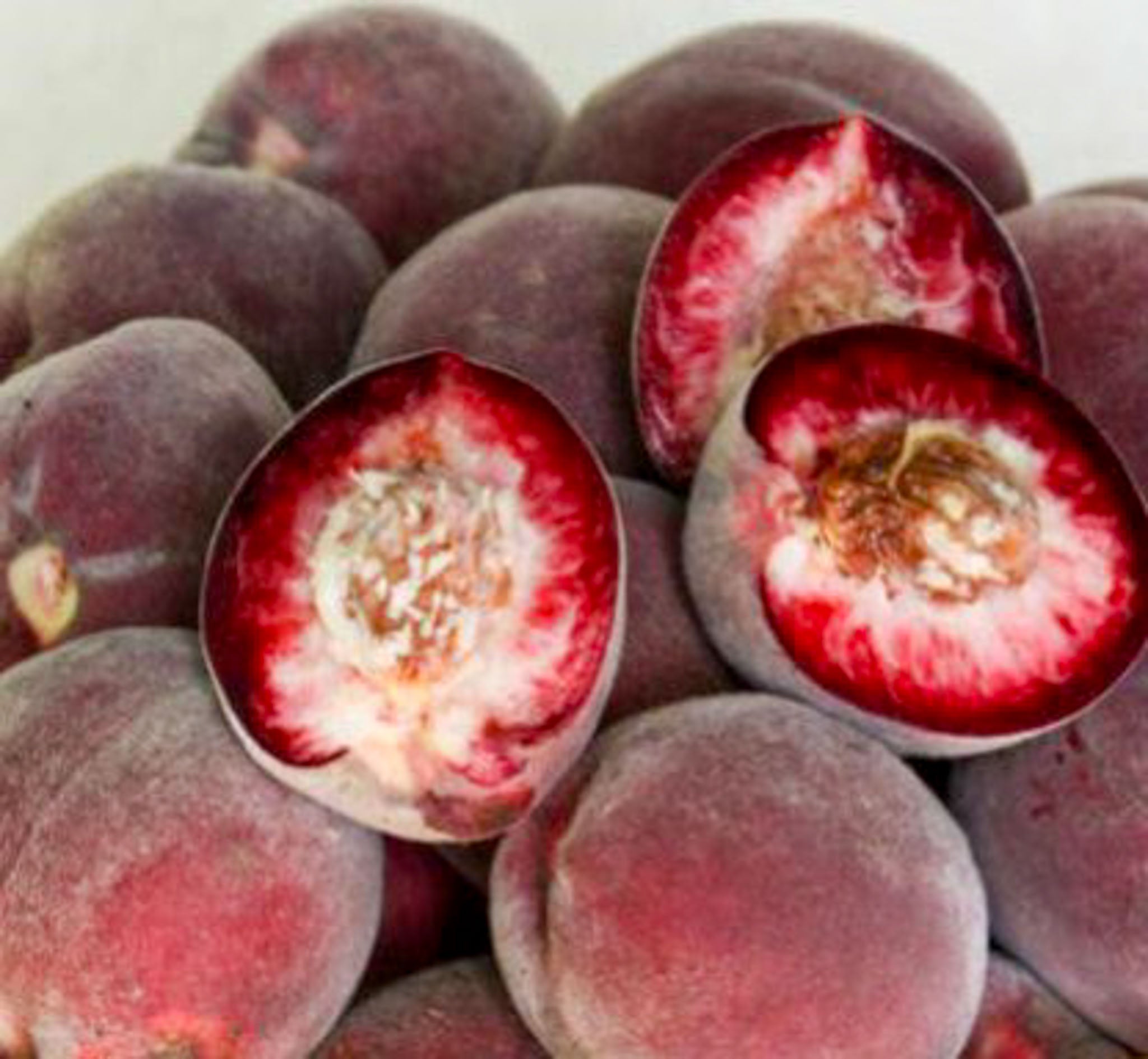 Pfirsich 'Roter Weinbergpfirsich'