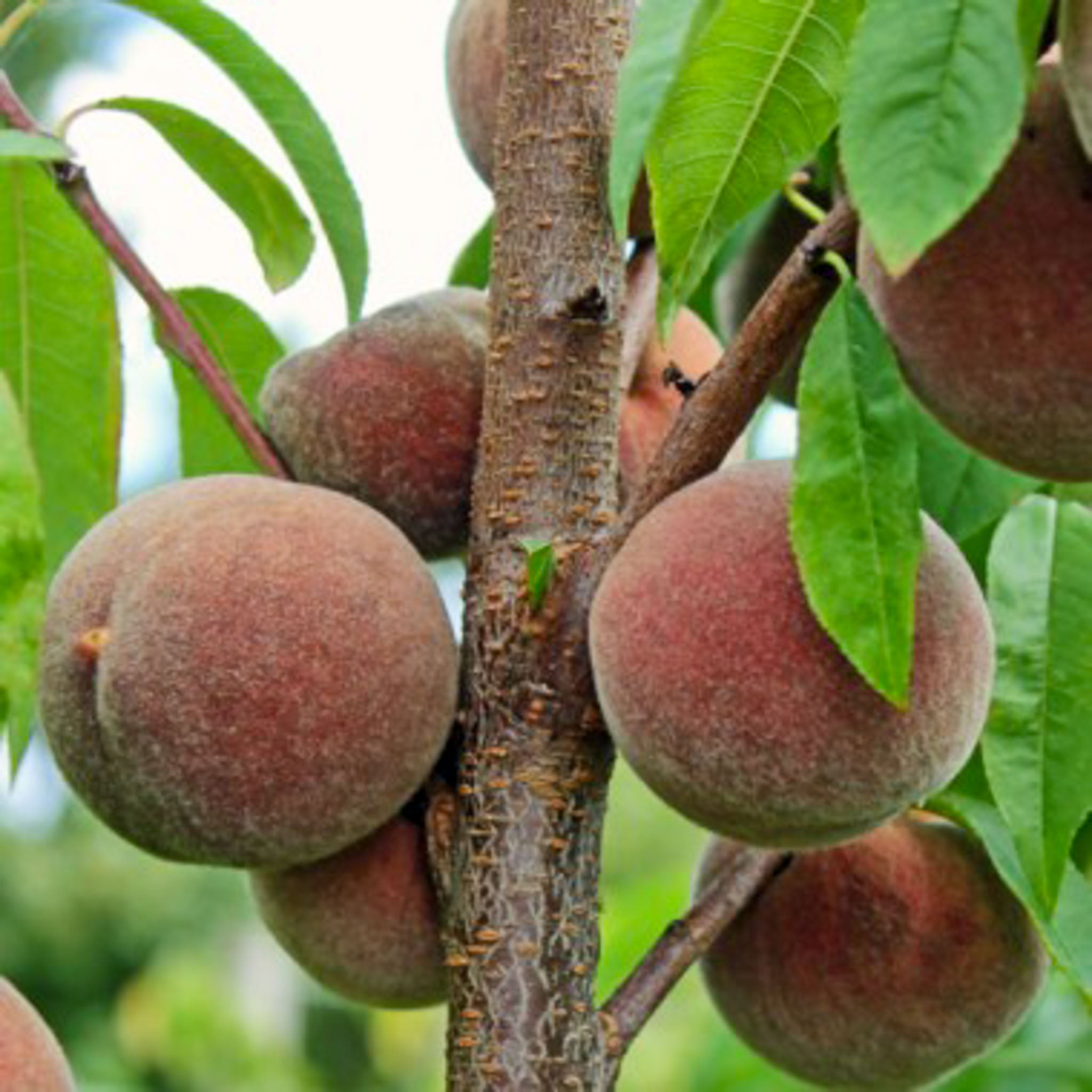 Pfirsich 'Roter Weinbergpfirsich'