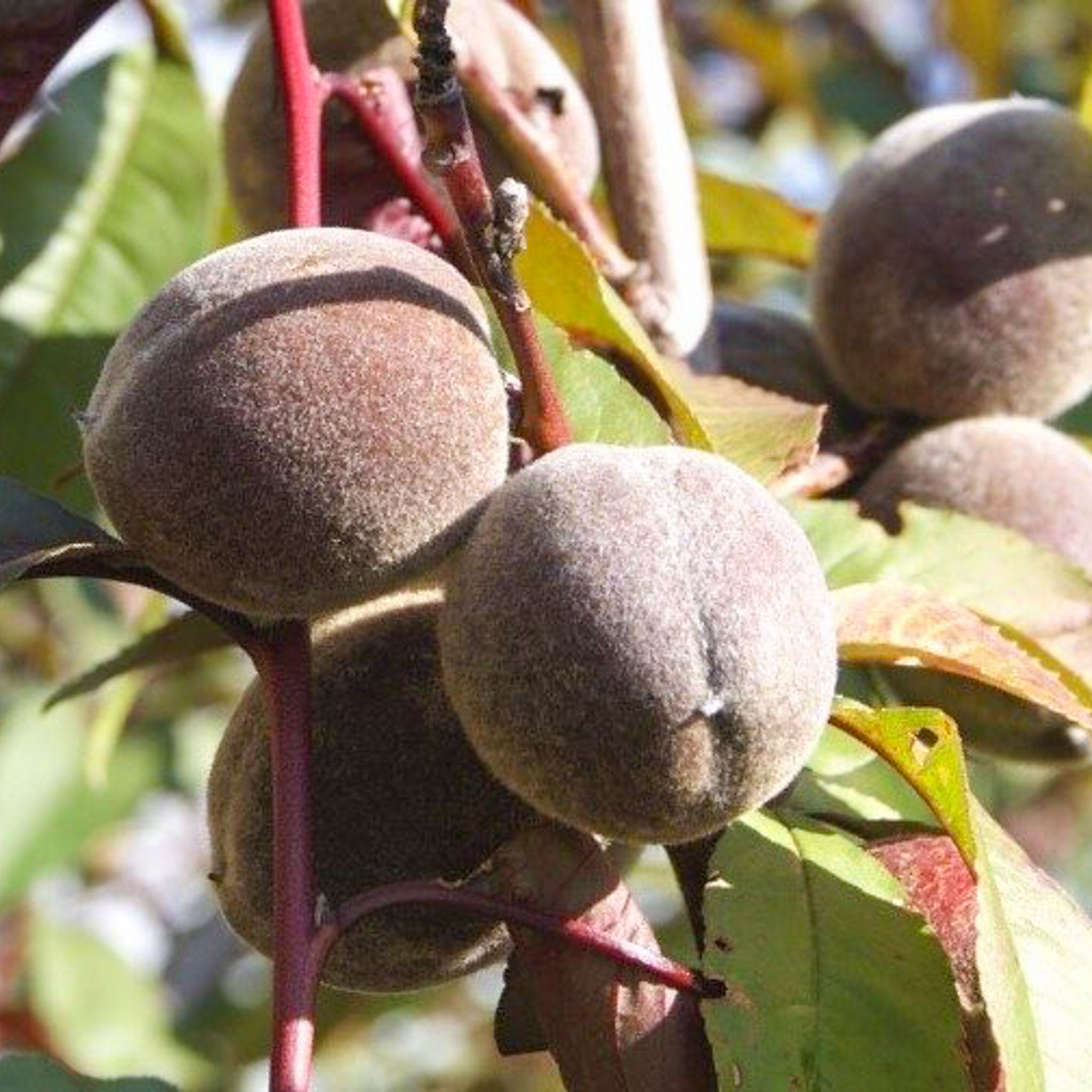 Pfirsich 'Rubira'