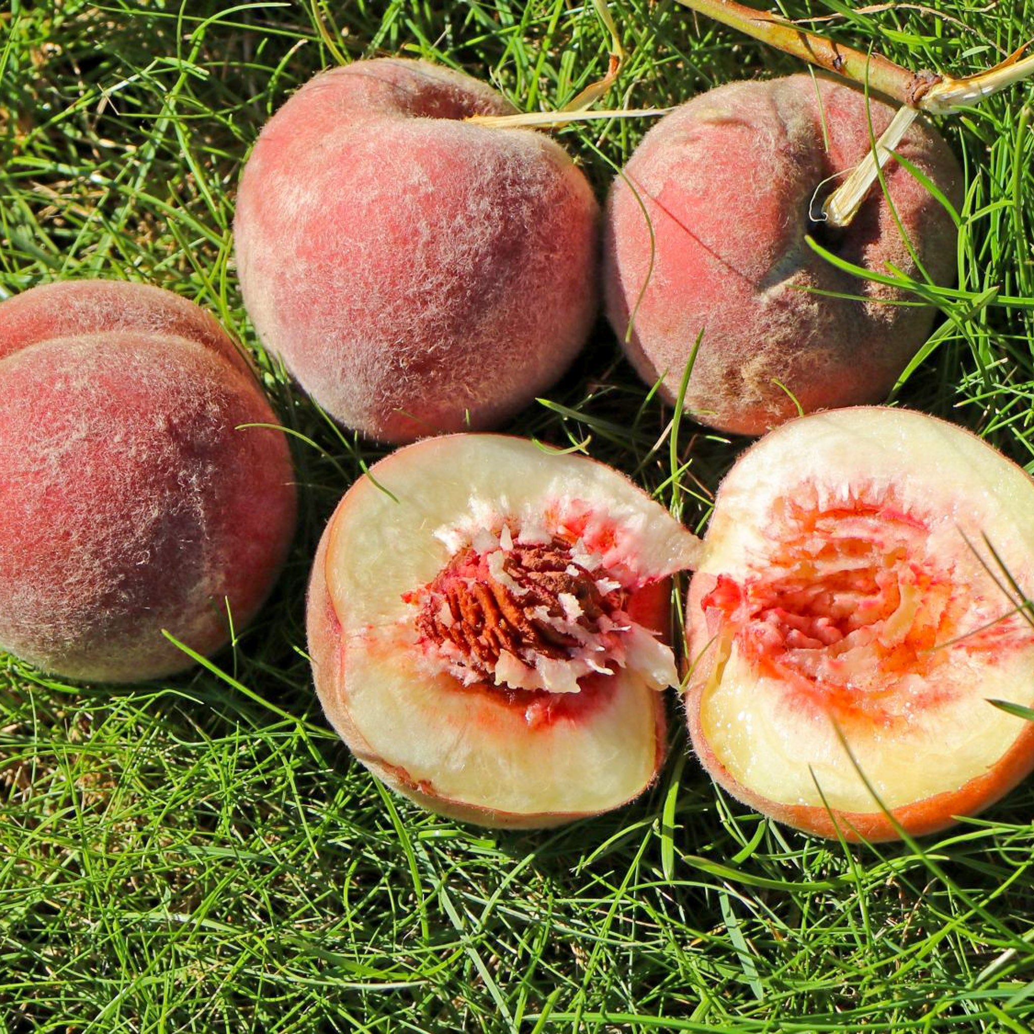 Pfirsich 'Rubira'