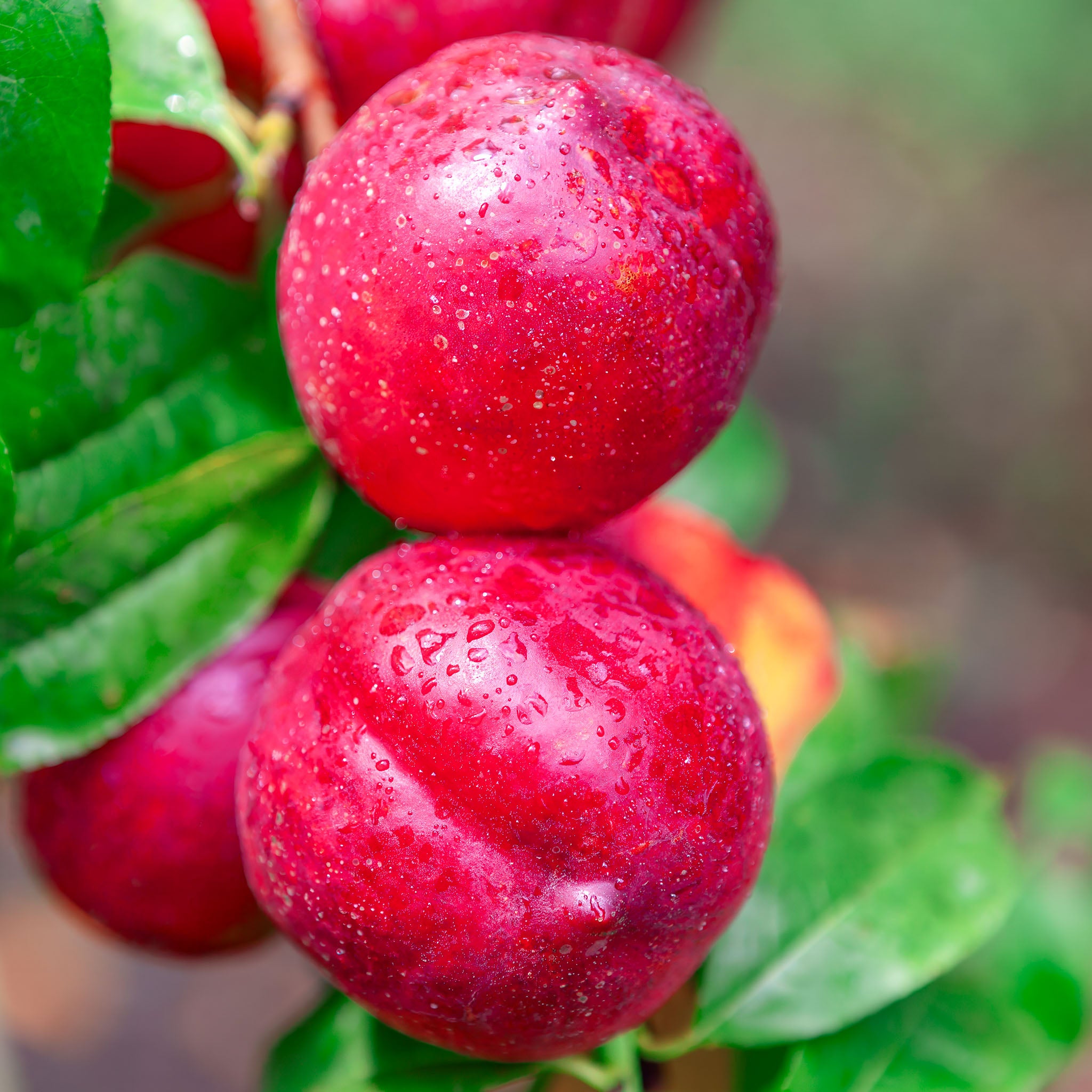 Nektarine 'Crimson Gold'