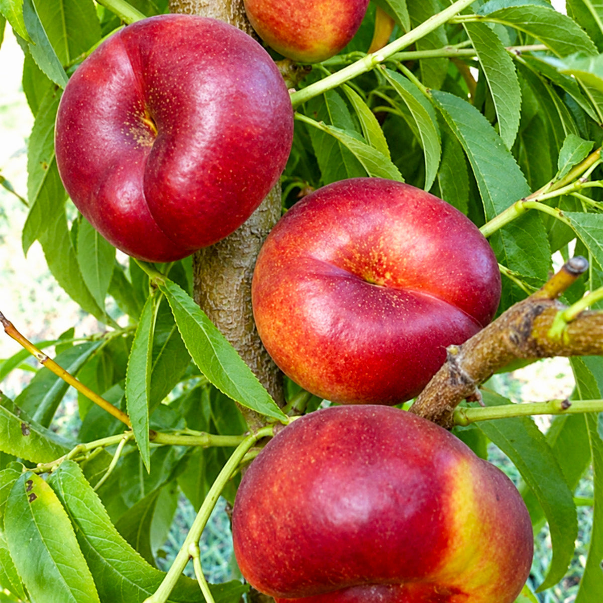 Tellernektarine