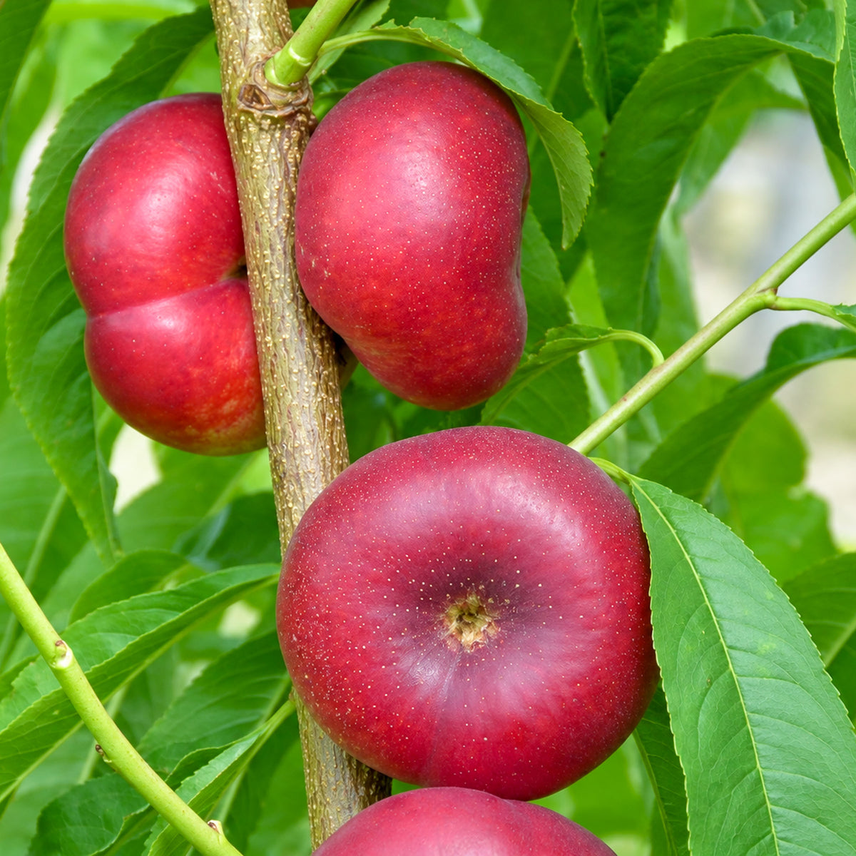 Tellernektarine
