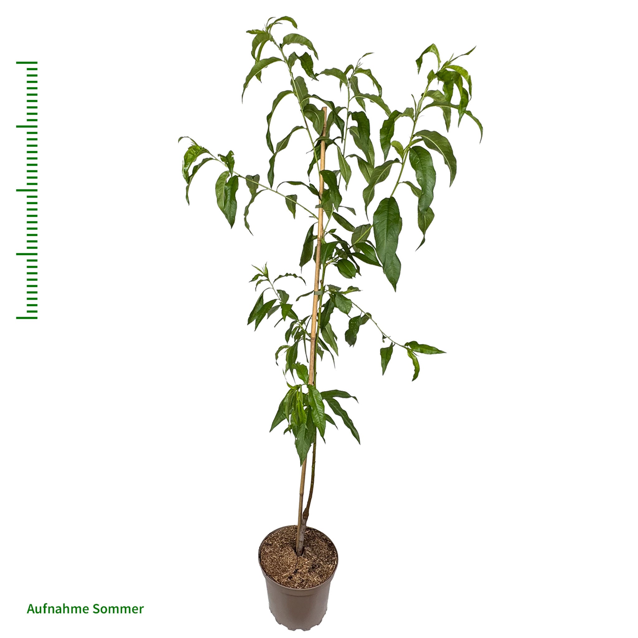 Nektarine 'Snowqueen'