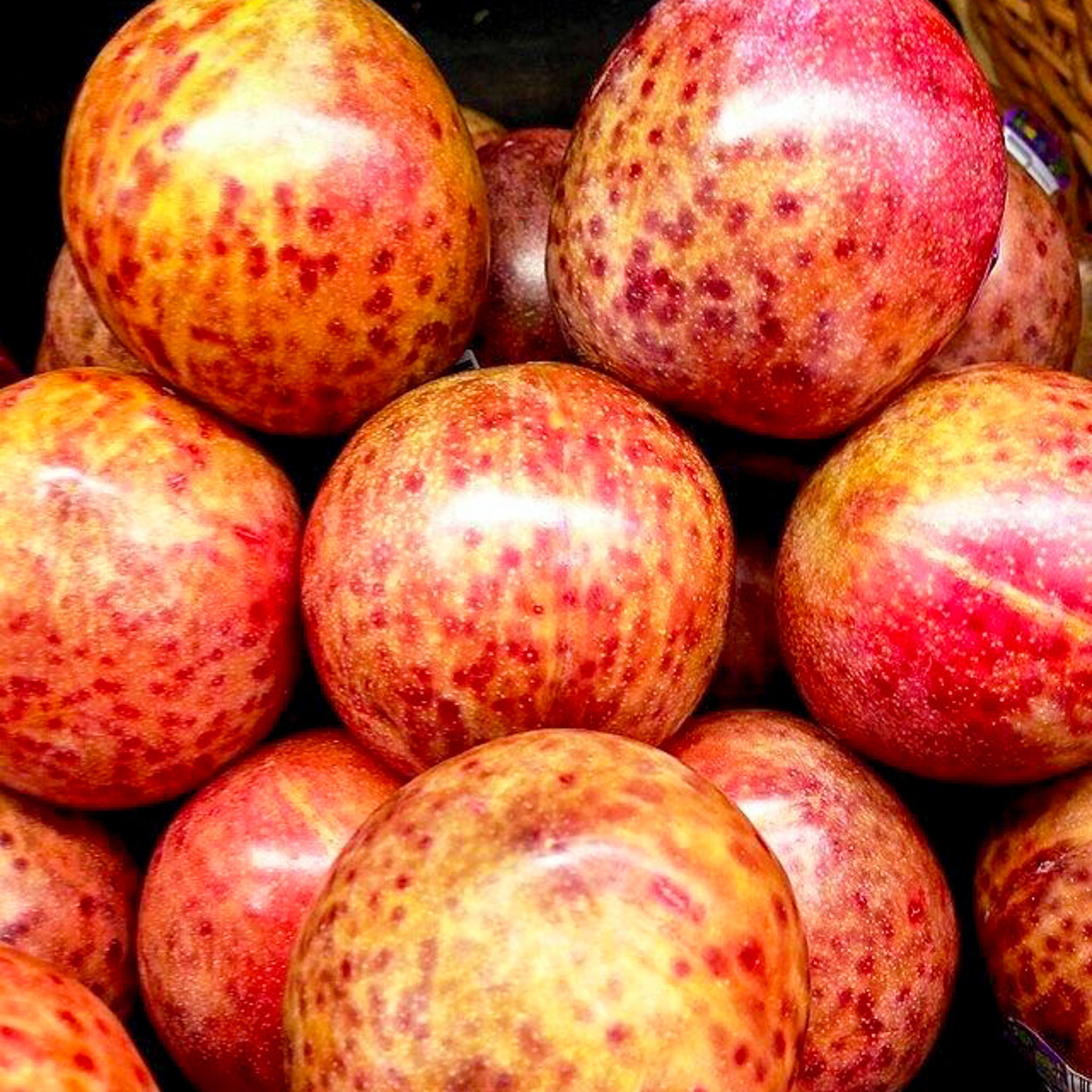 Aprikosen-Pflaume 'Dapple Dandy'