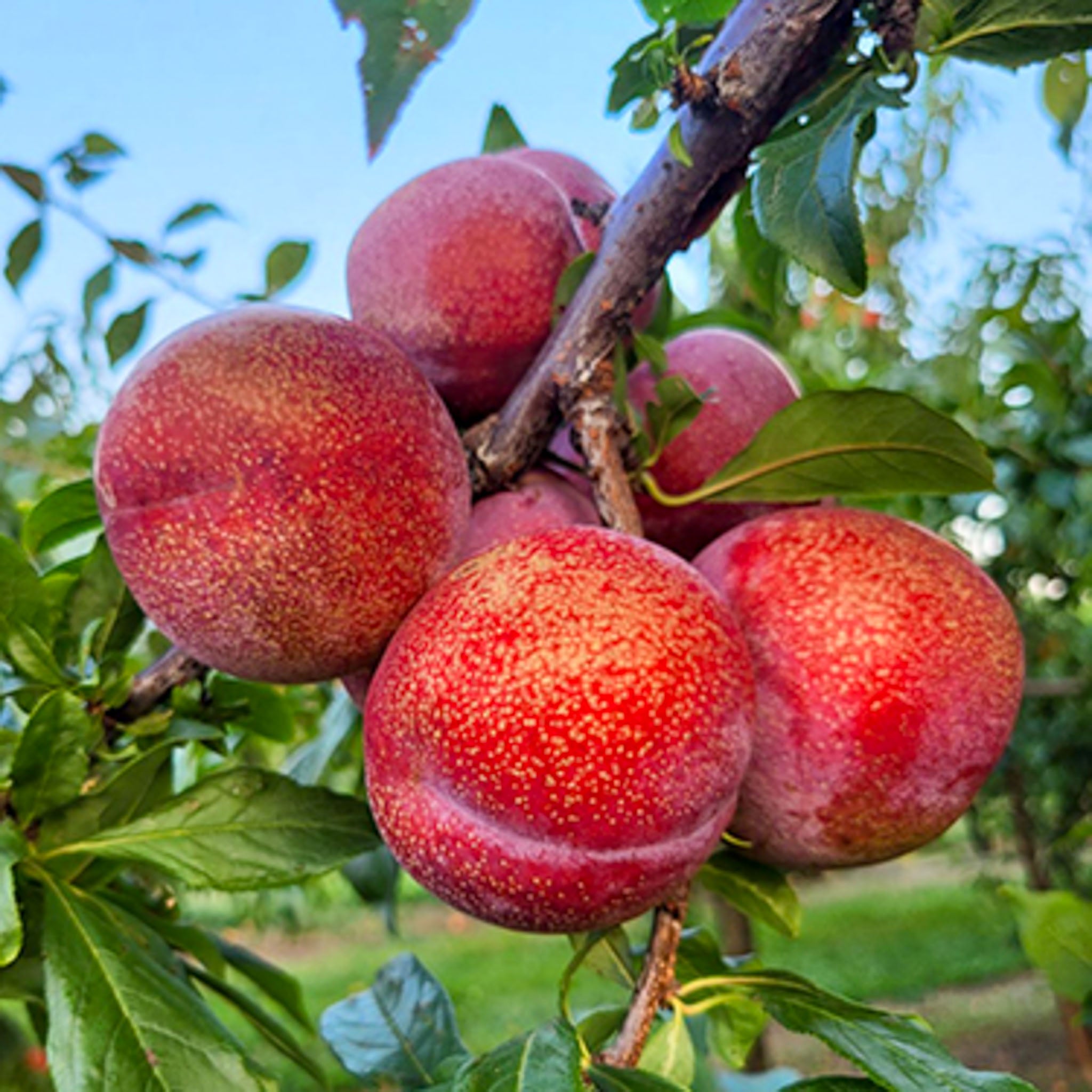 Aprikosen-Pflaume 'Dapple Dandy'