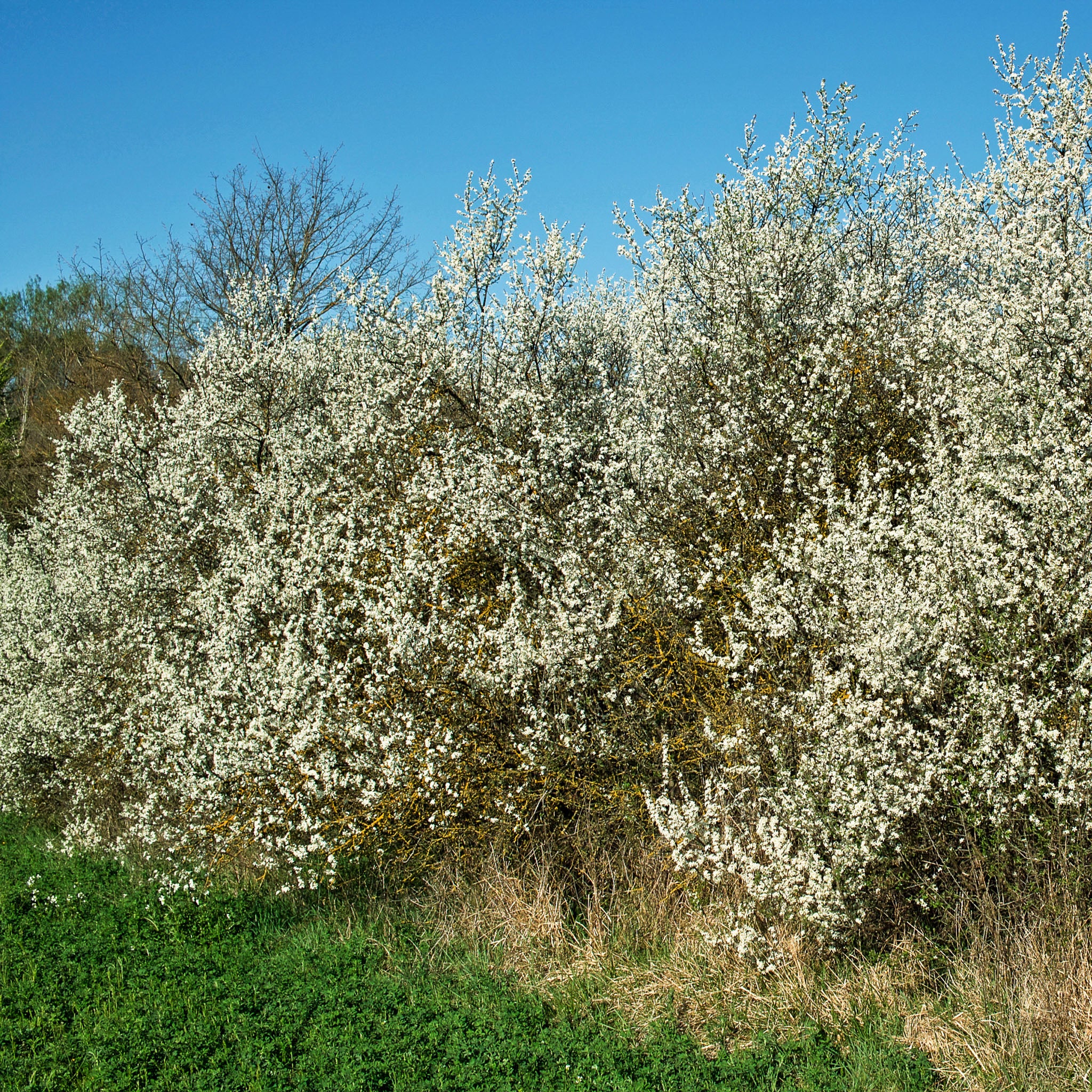 Schlehe 'Merzig'