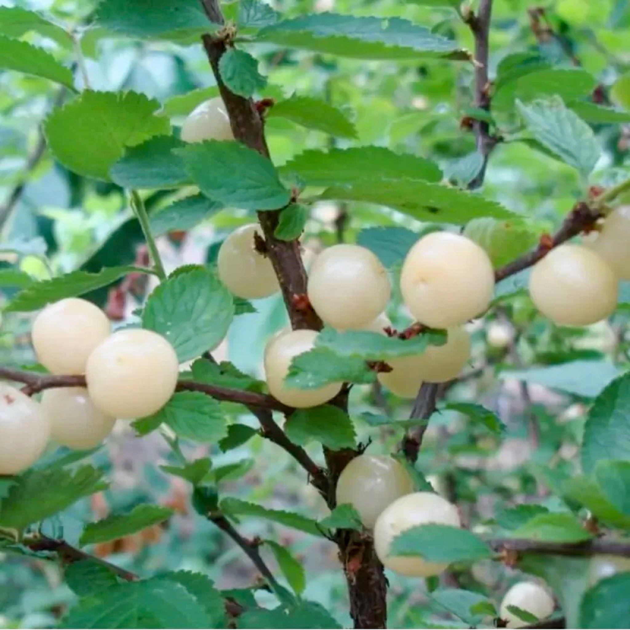 Koreakirsche 'Snovit'