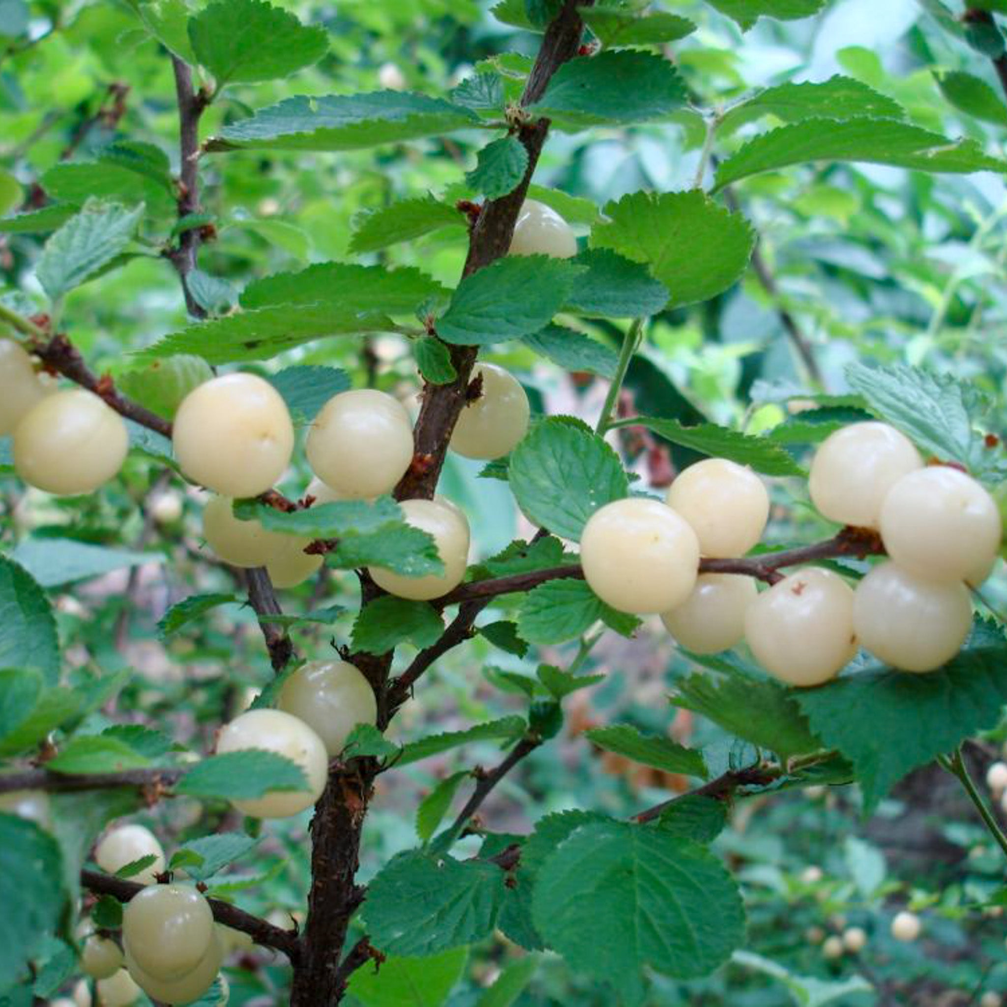 Koreakirsche 'Snovit'