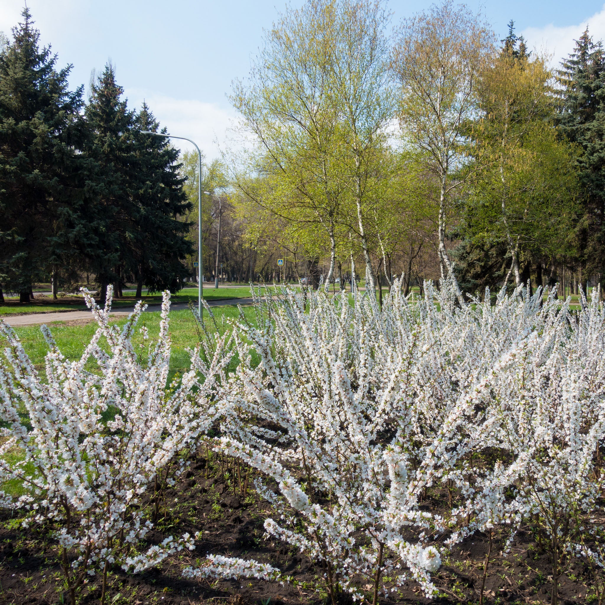 Koreakirsche 'Snovit'