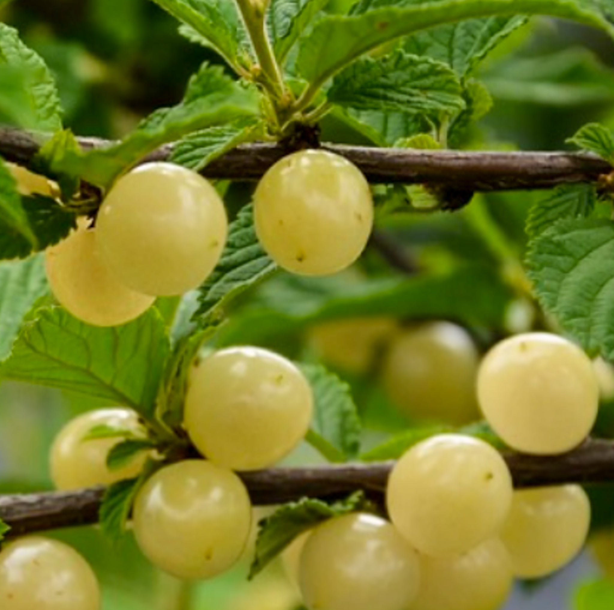 Koreakirsche 'White Ninja'