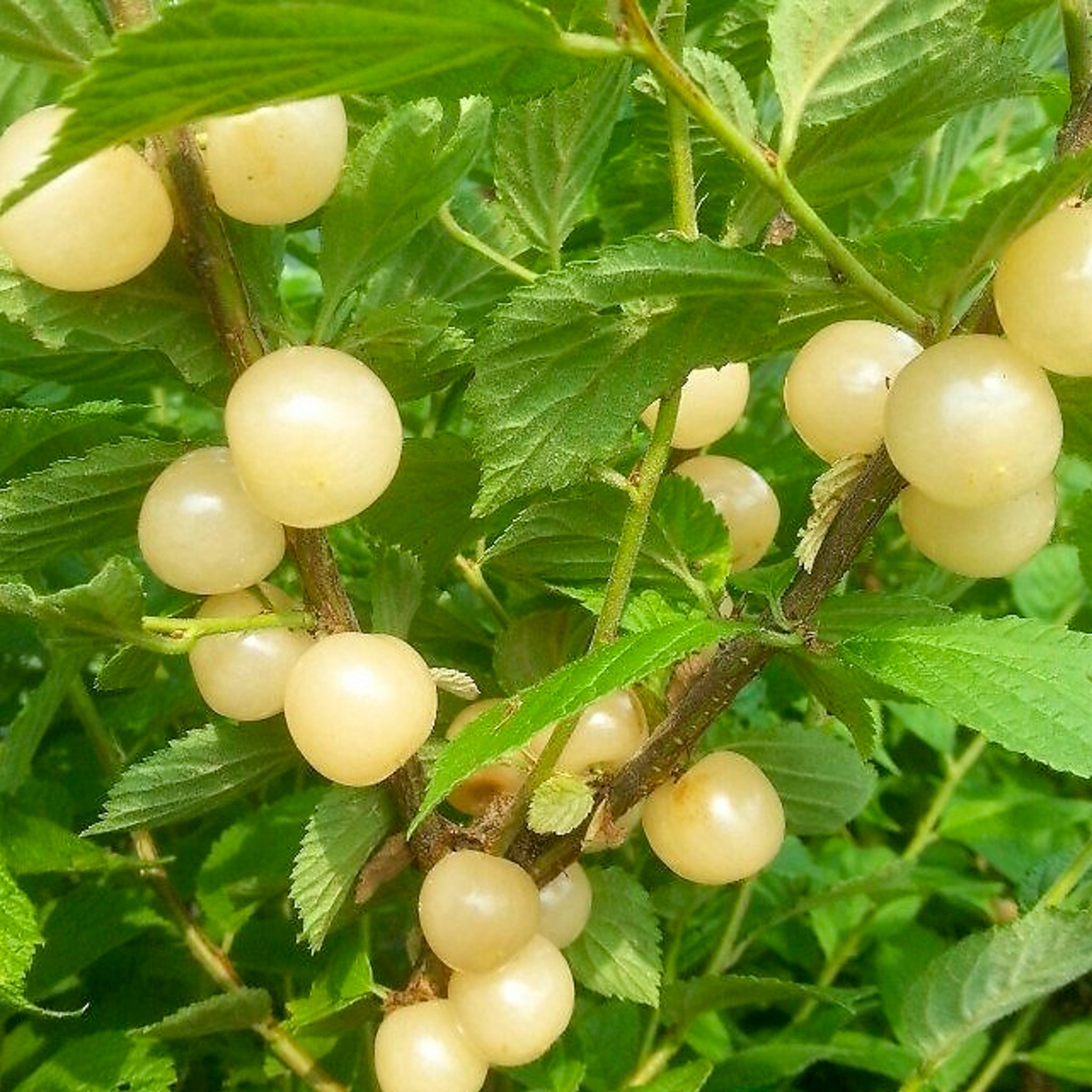 Koreakirsche 'White Ninja'