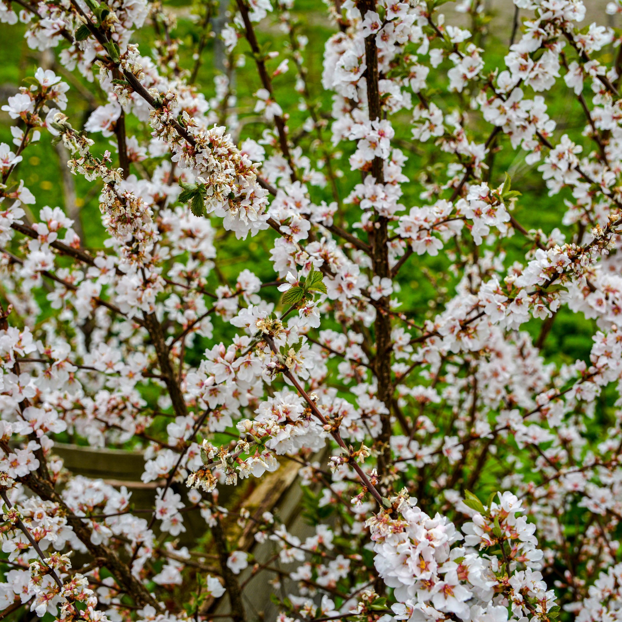 Koreakirsche 'Wildform'