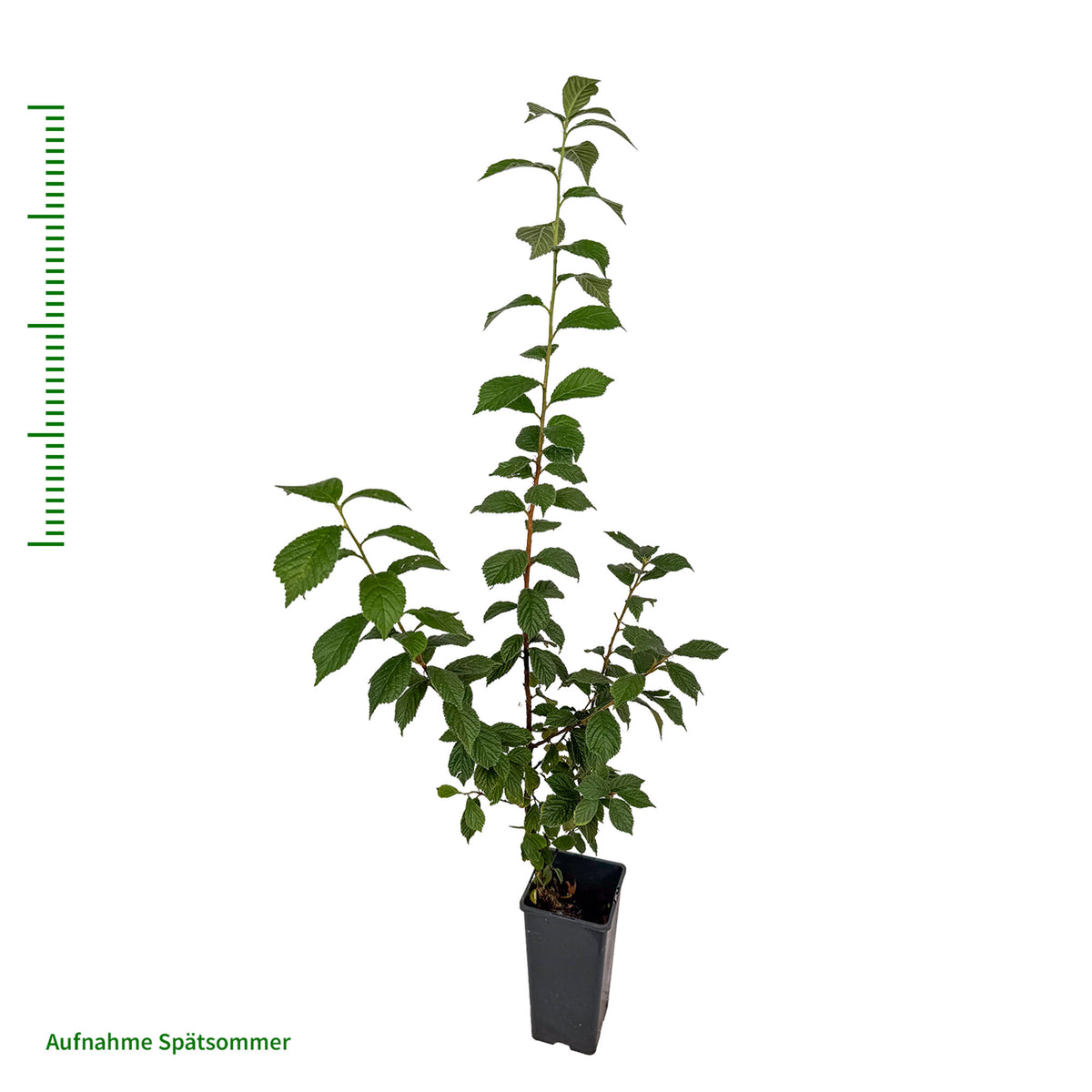 Koreakirsche 'White Ninja'