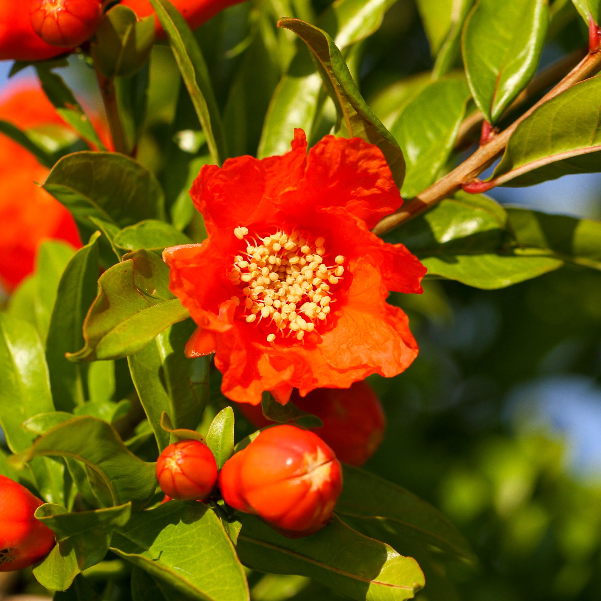 Granatapfel 'Acco'