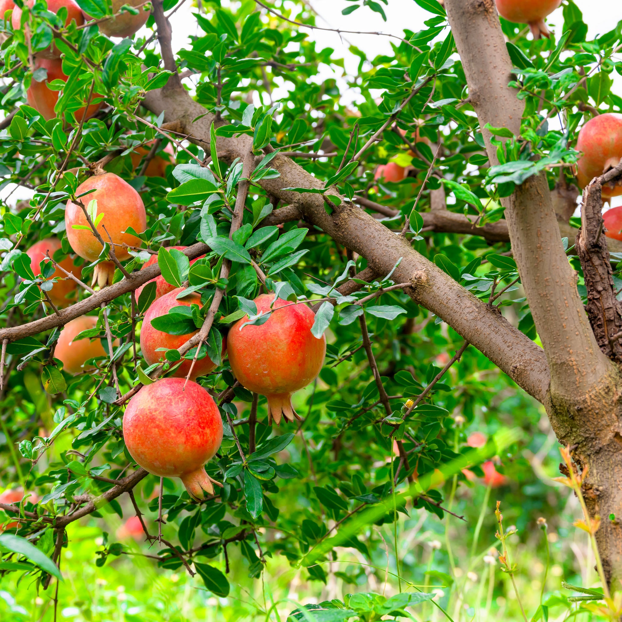 Granatapfel 'Acco'