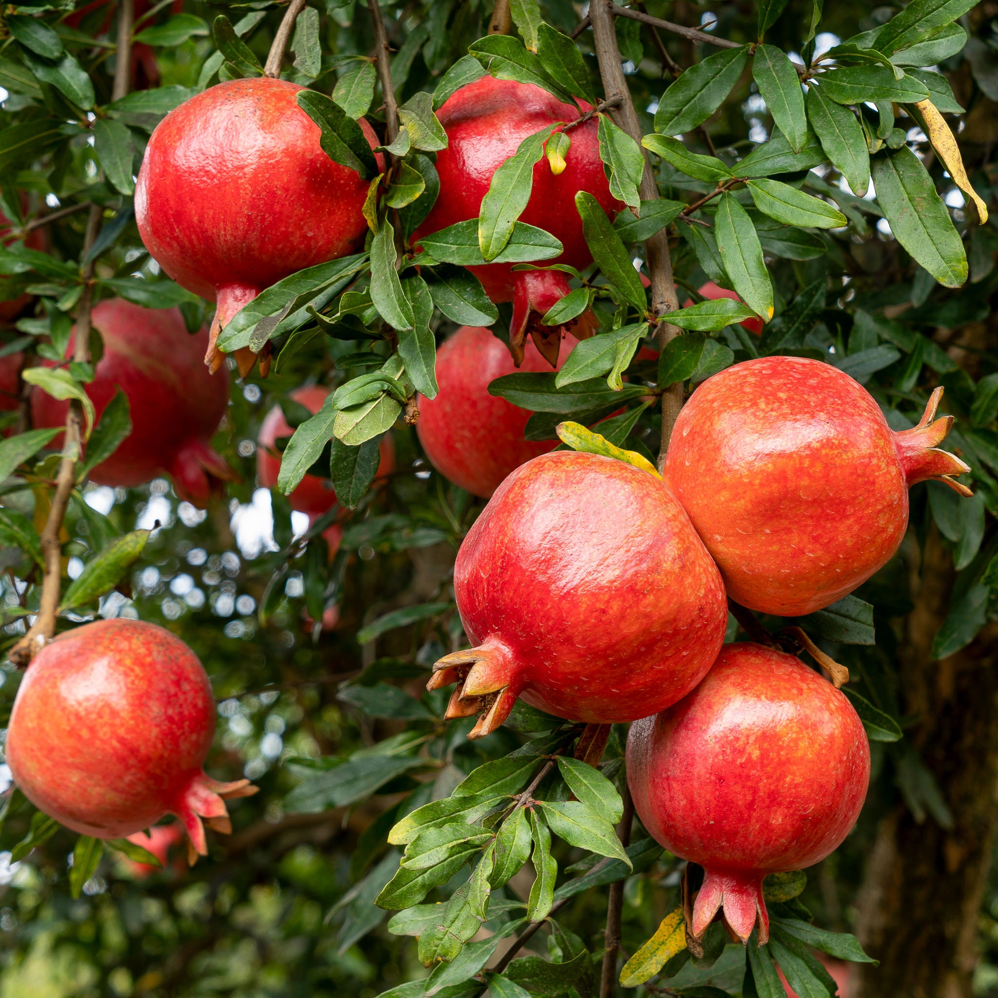 Granatapfel 'Acco'