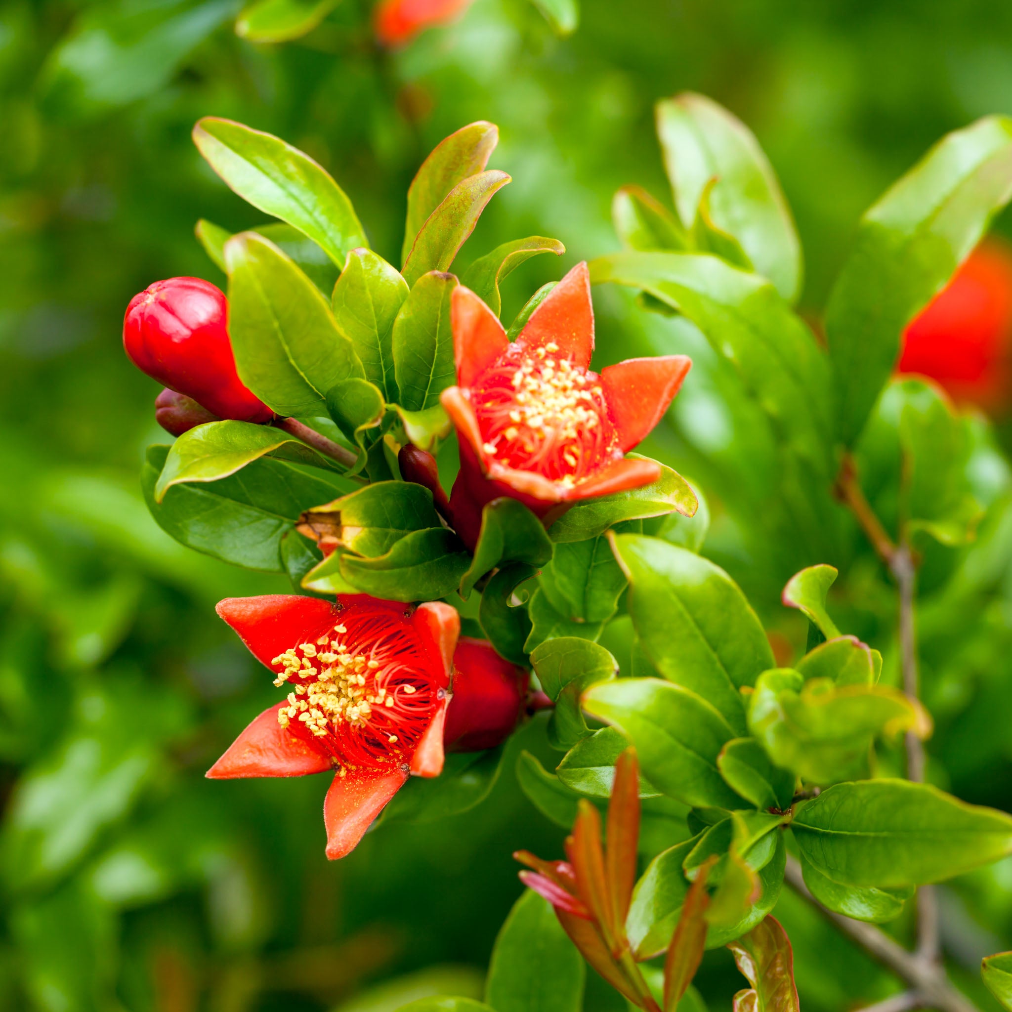 Granatapfel 'Kabylie'